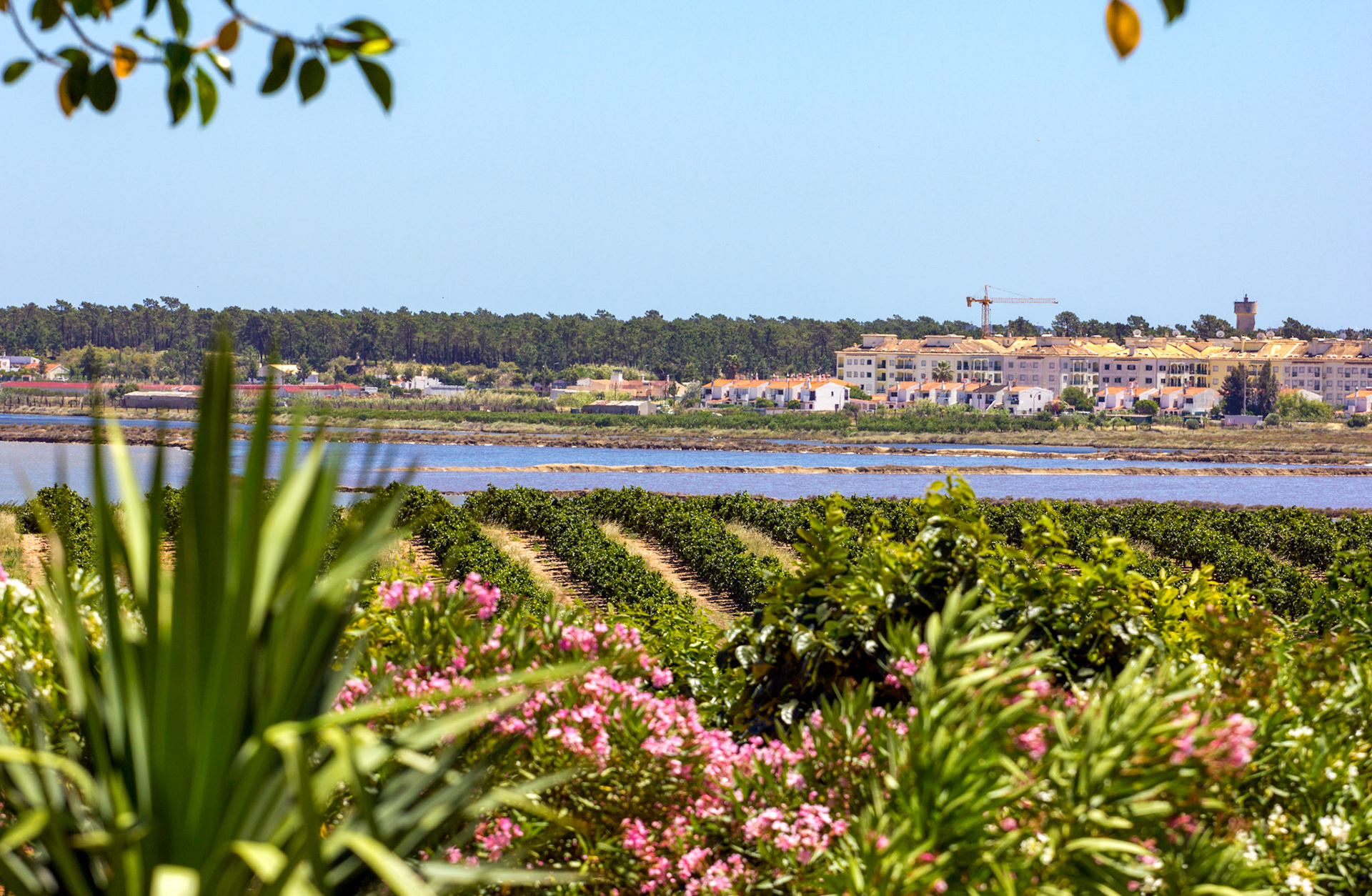 Orange groves near Vila Real de Santo António.Please see my Photographs of Portugal at: http://www.jamespdeans.co.uk/p116503744