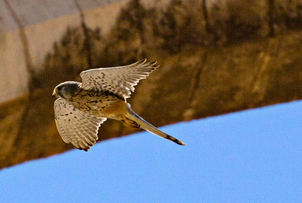 Common Kestrel - Palma de MallorcaPlease see my other Photographs at: www.jamespdeans.co.uk