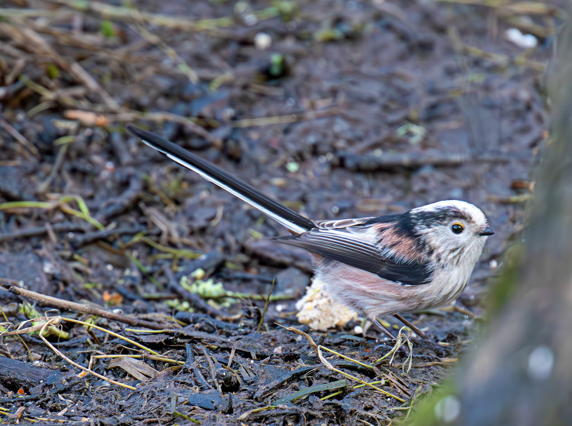 Long Tailed Tit - Bavelaw Marsh 16 January 2026