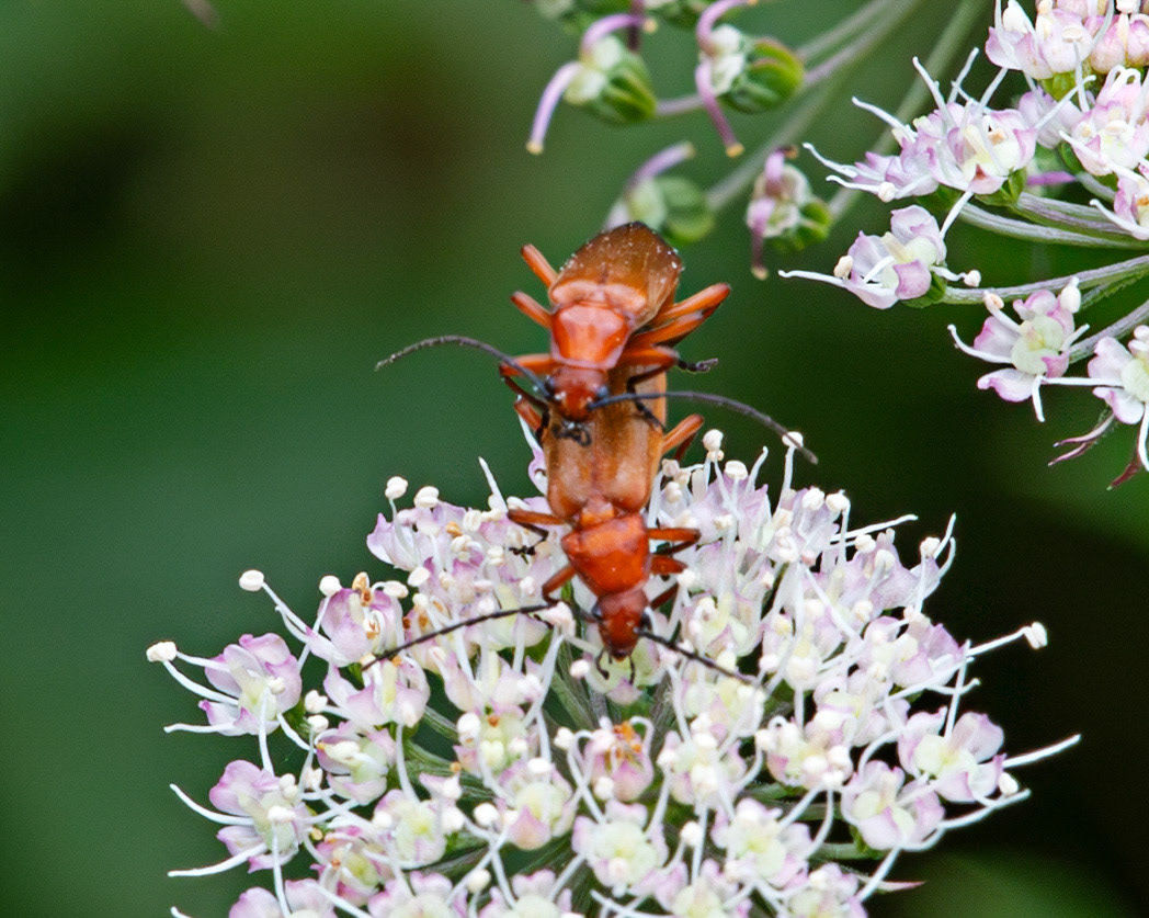 Insects in Livingston 22 July 2024