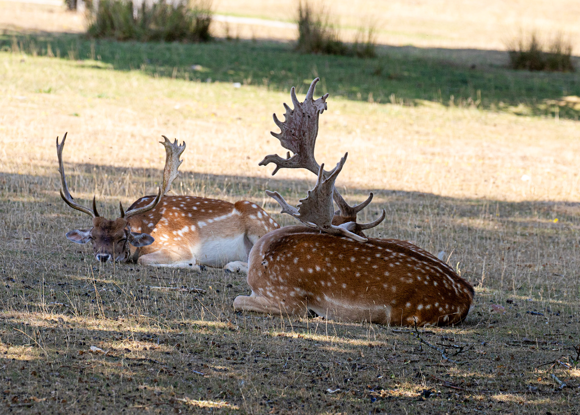 Fallow Deer - Knowle Park, Kent 23 Aug 2025