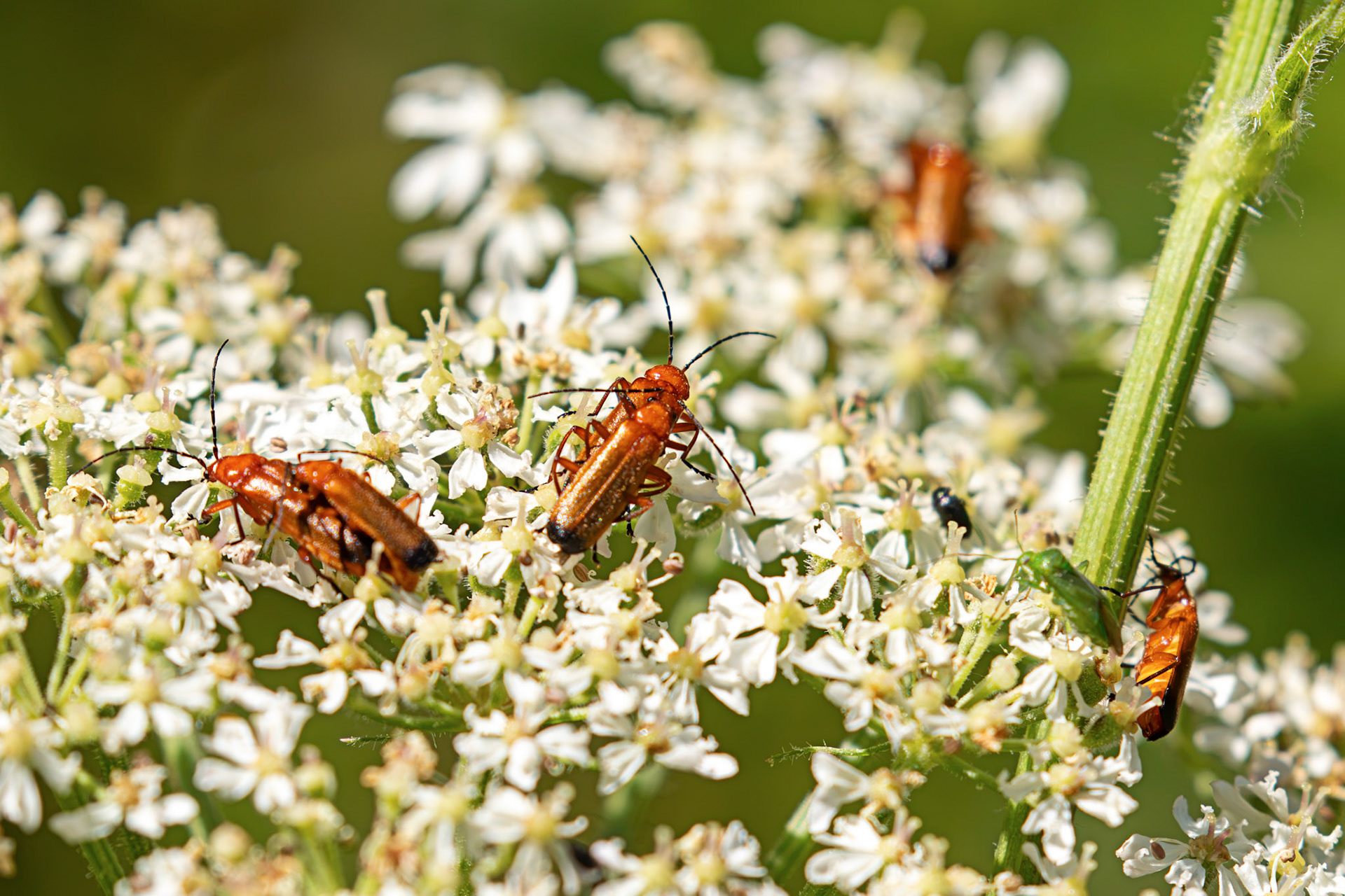 Soldier Beetles - Howden Walled Garden 15 July 2026