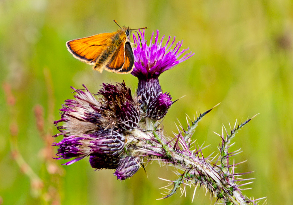 Herperrig Insects 23 July 2024