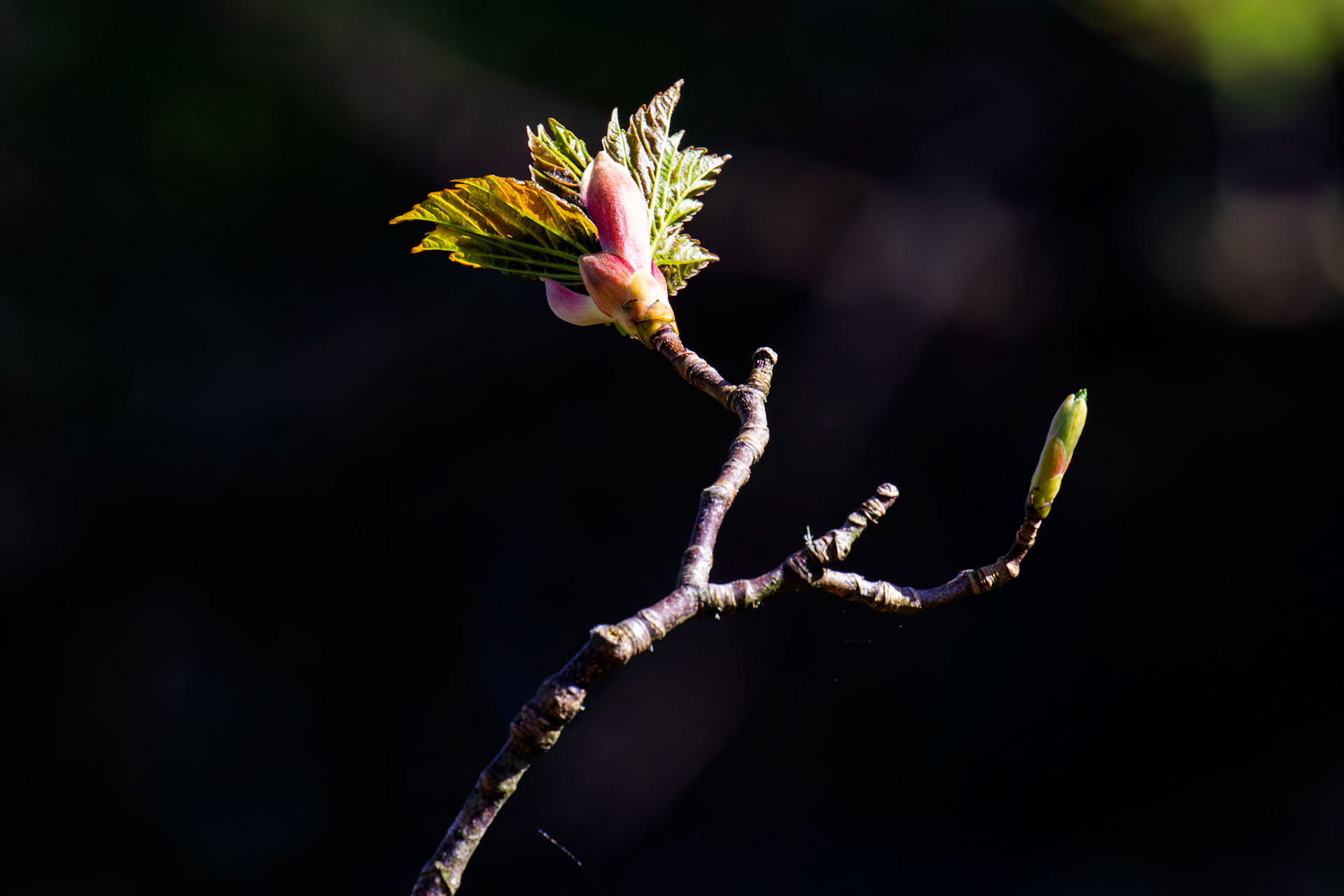 Trees at Glen Devon 20 April 2025