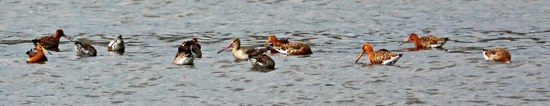 Kinneil LagoonsPlease see my other Photographs at: http://www.jamespdeans.co.uk/