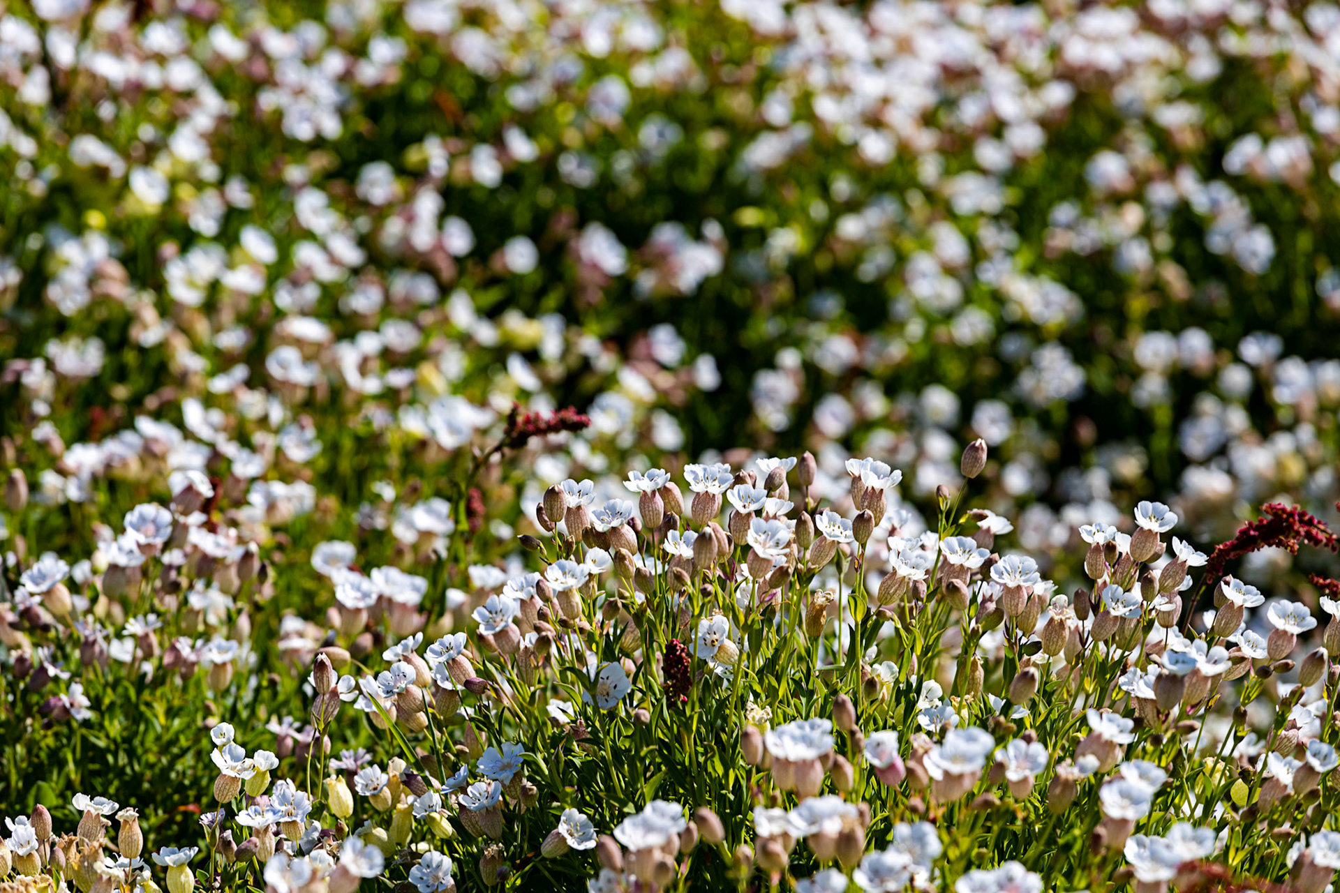 Isle of May - 04 June 2022