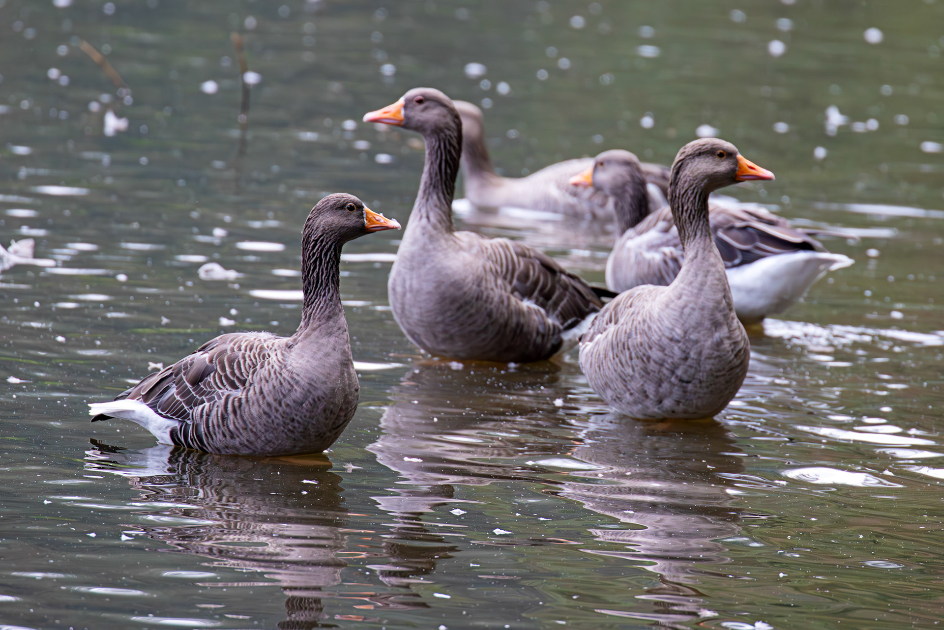 Greylag Geese at Beecraigs 24 September 2024