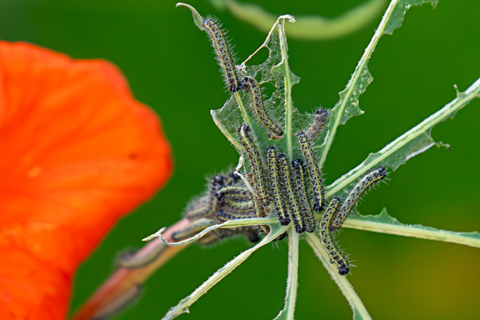 Deans 03 August 2025