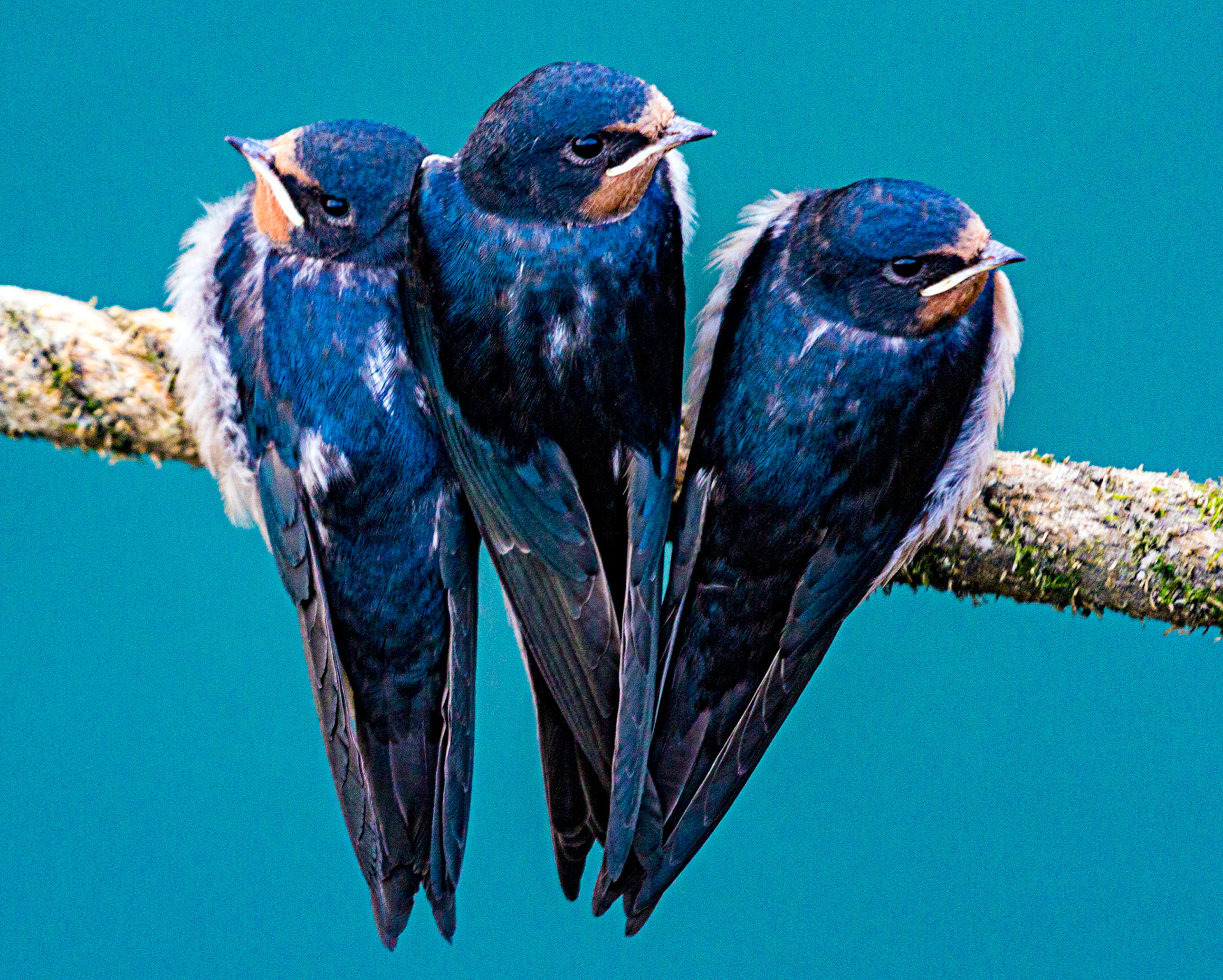 Swallows learning to fly &amp; feed at Arbroath HarbourPlease see my other Photographs at: www.jamespdeans.co.uk