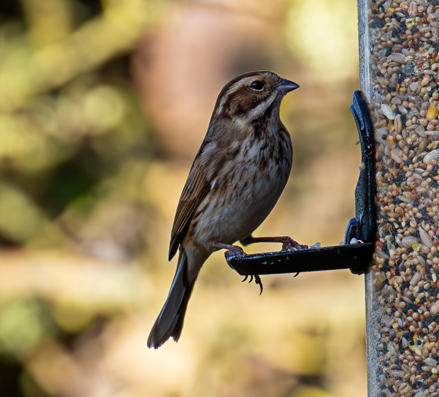 Reed Bunting at Titchfield  Haven 02 January 2025