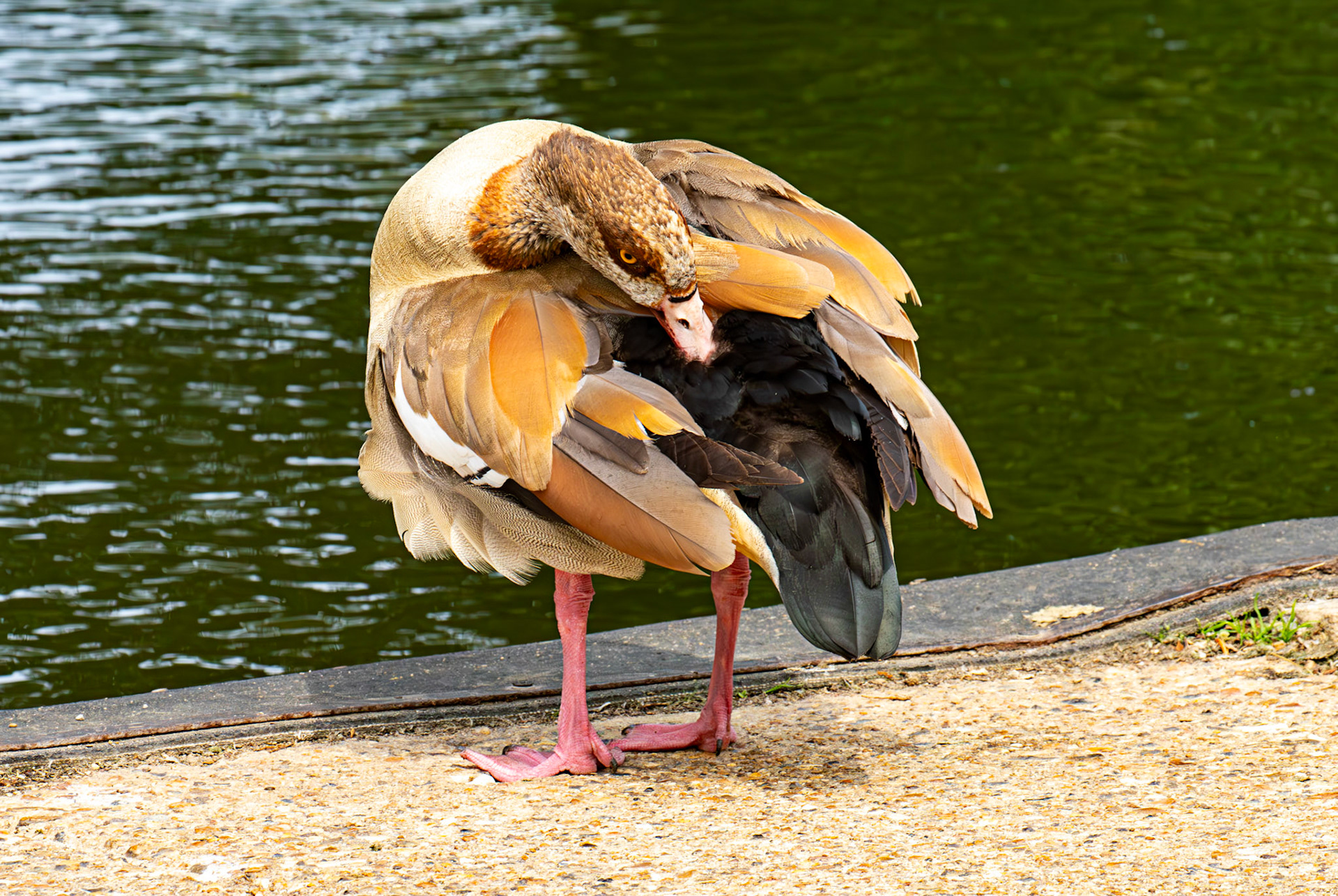 Windsor 06 August 2025