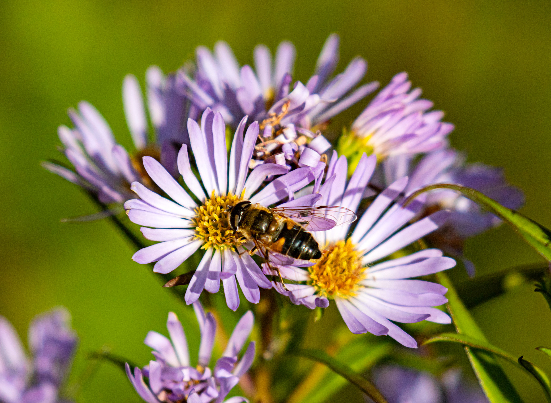 The Knock 12 Sept 2024