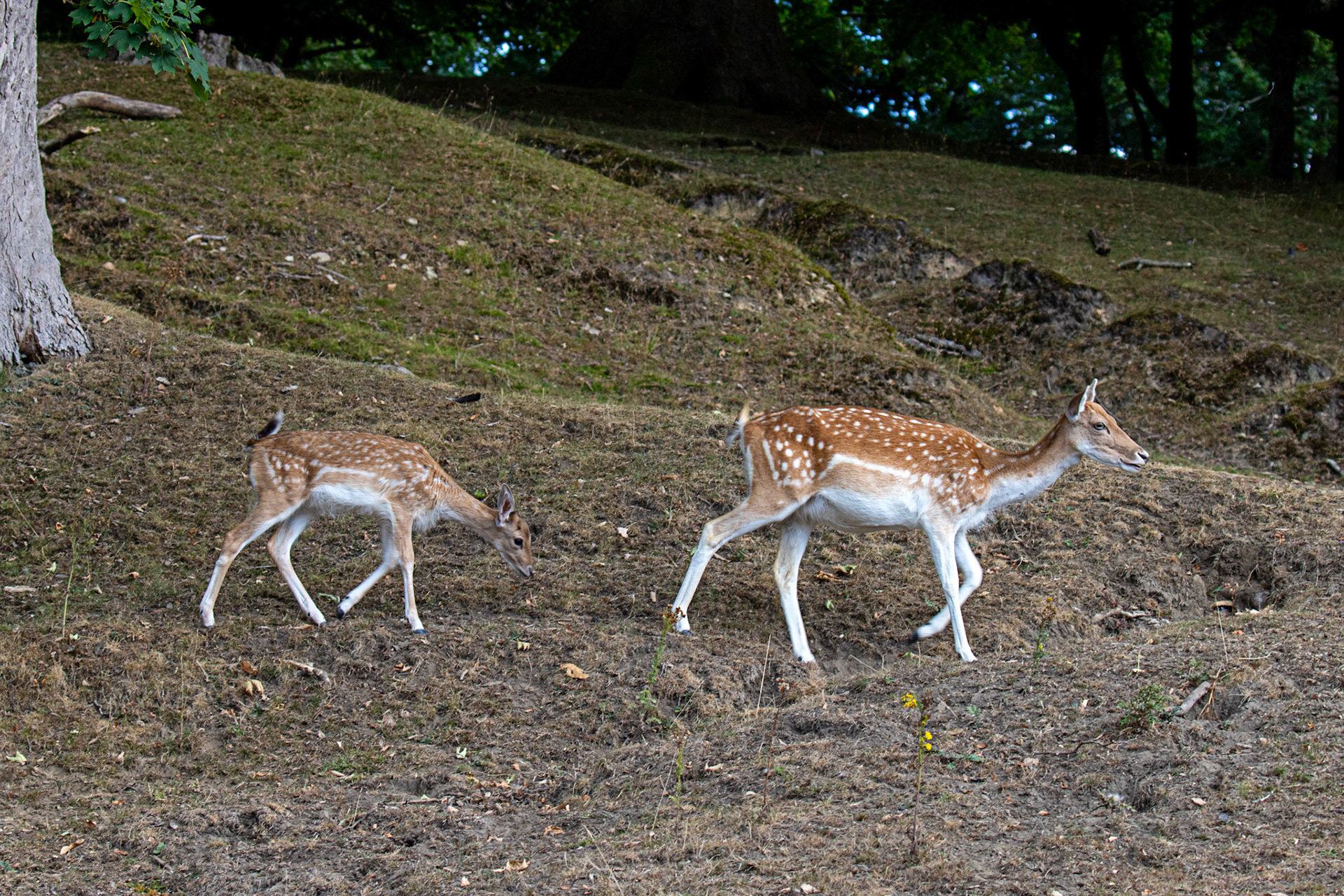 Fallow Deer - Knowle Park, Kent 23 Aug 2025