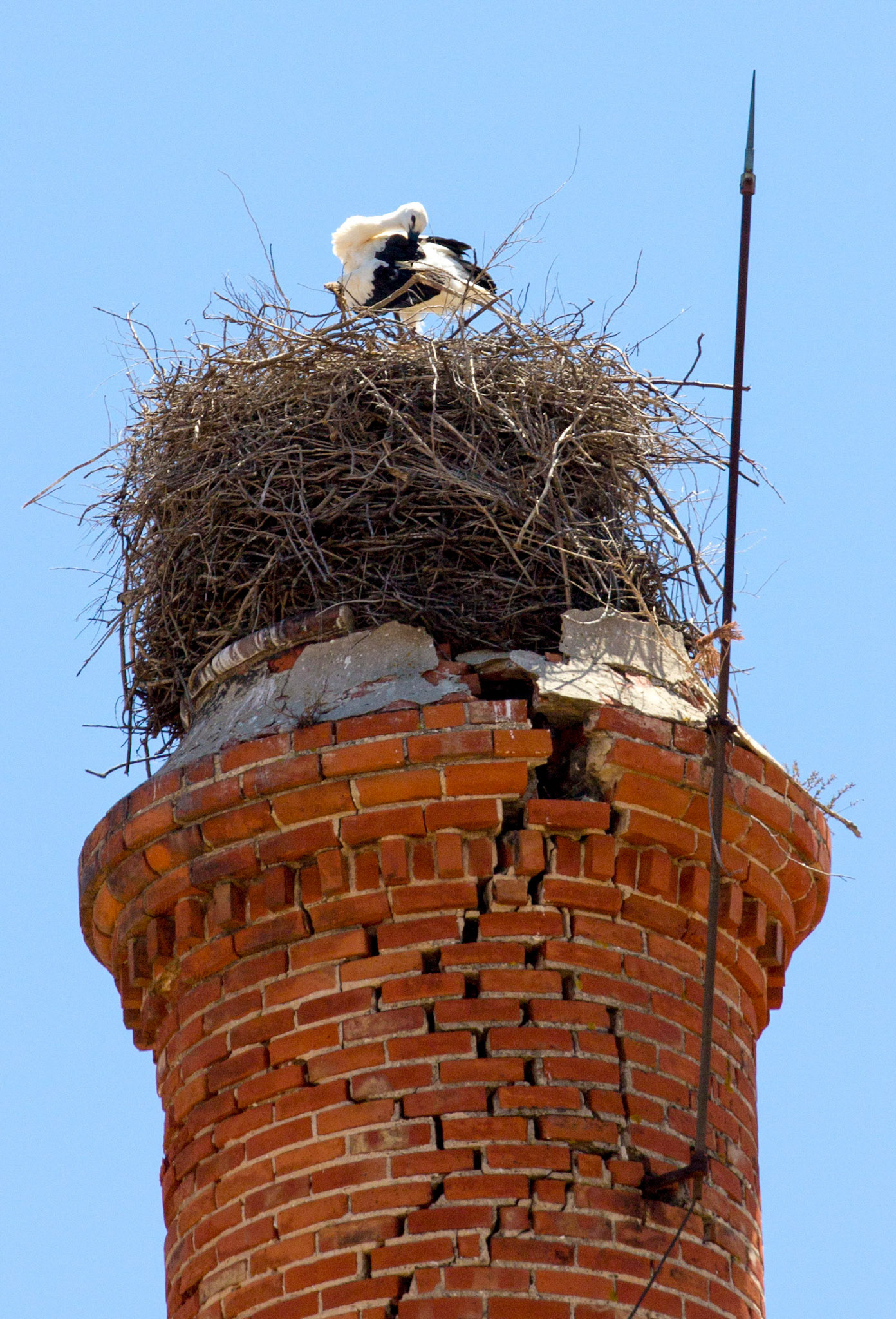 White Stork nesting on a chimney in Tavira