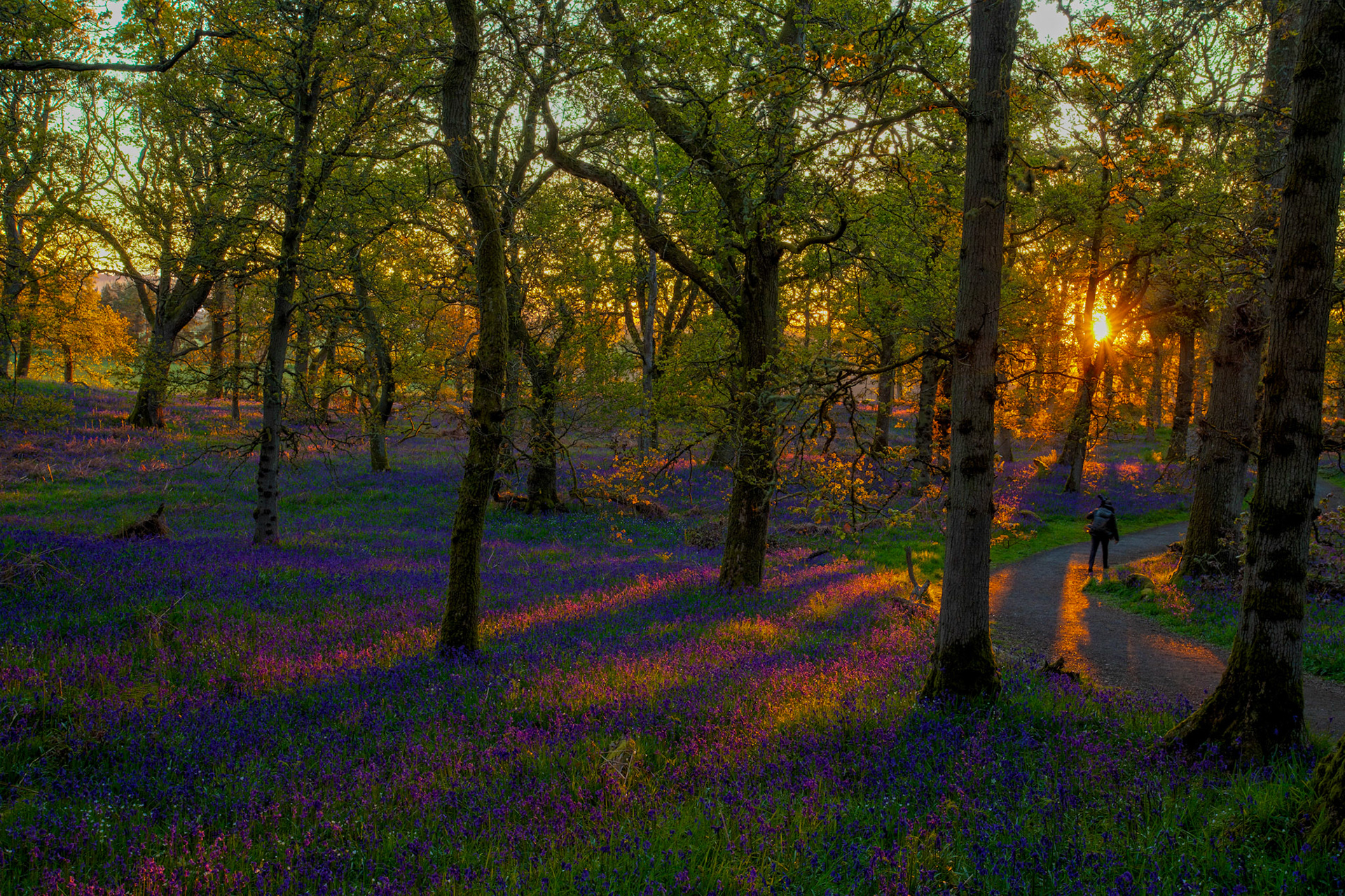 Kinclaven Bluebell Woods 16 May 2026