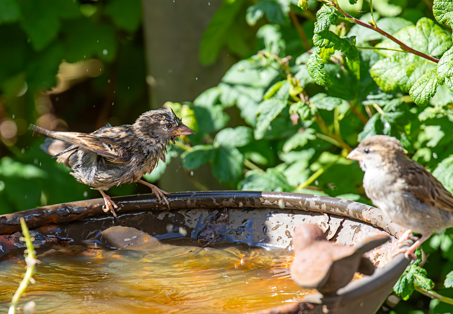 House Sparrows bathing in Livingston 12 July 2025
