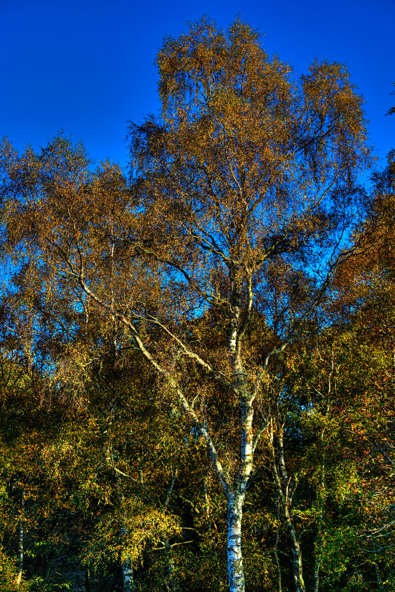 Autumn in Aberdeenshire 14 to 16 October 2022
