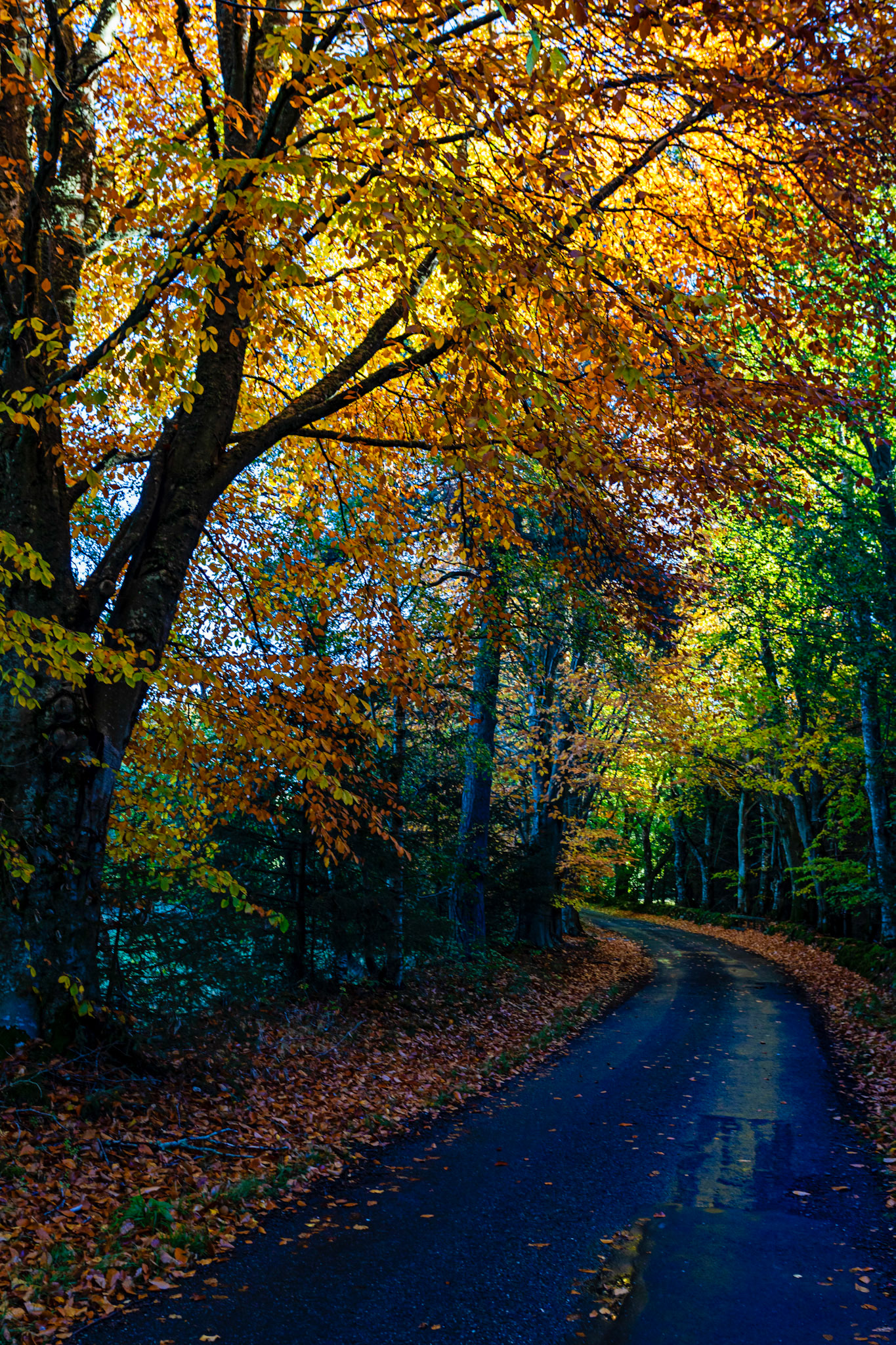 Autumn in Aberdeenshire 14 to 16 October 2022
