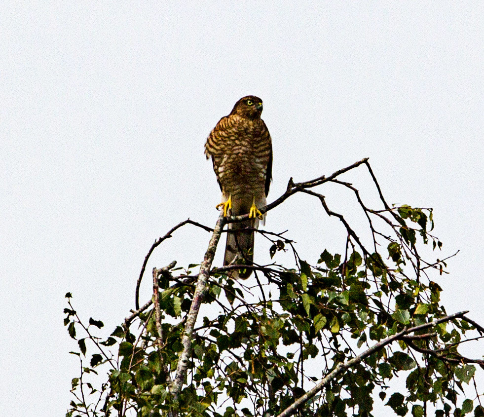 Titchfield Haven Nature ReservePlease see my other Photographs at: www.jamespdeans.co.uk