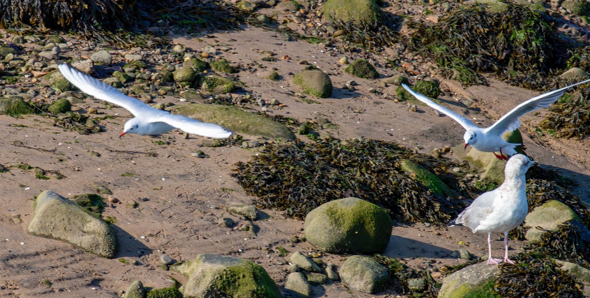 Black-headed Gulls - Leven 06 Sept 2024