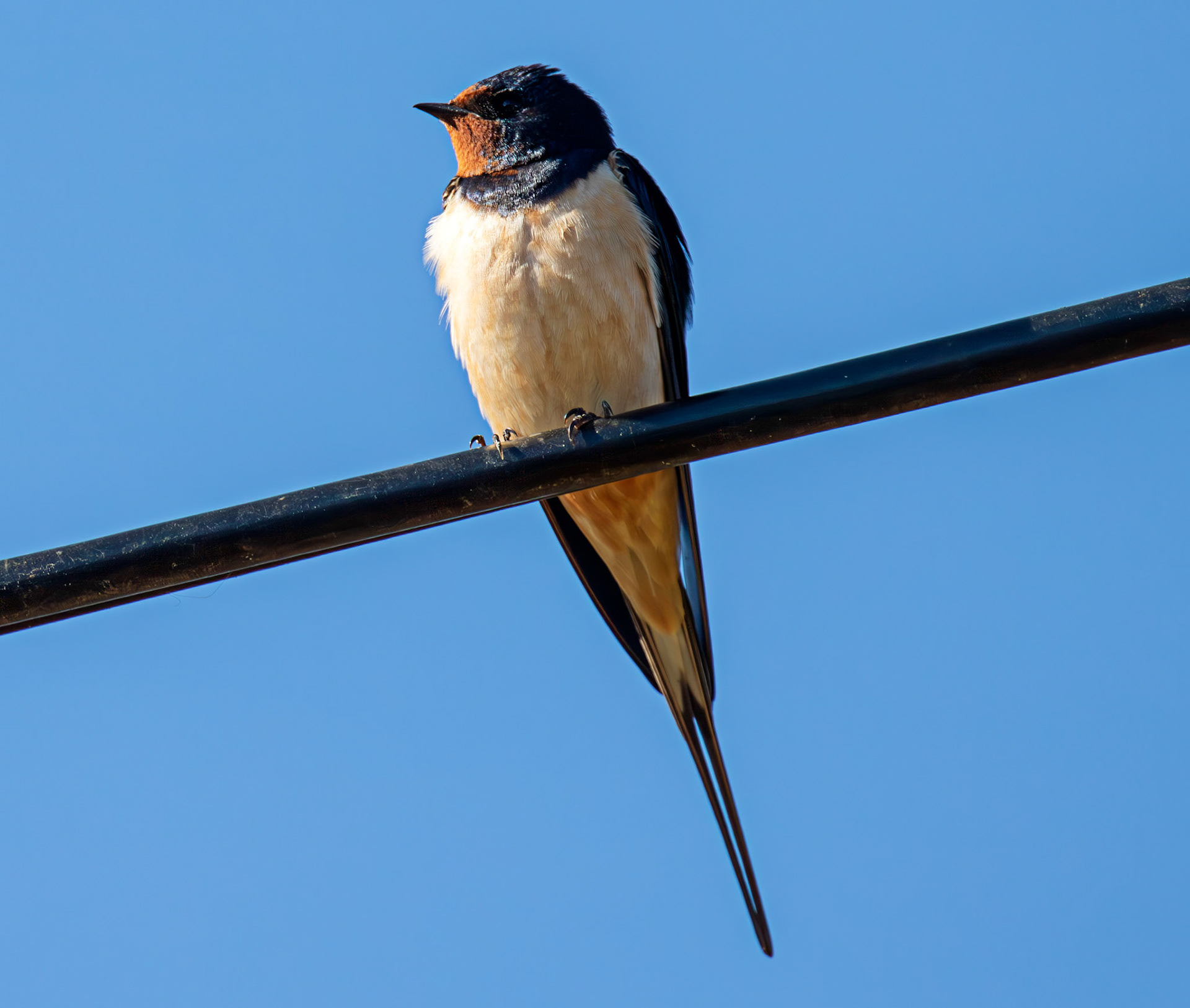 Swallow near Dornoch 30 April 2026