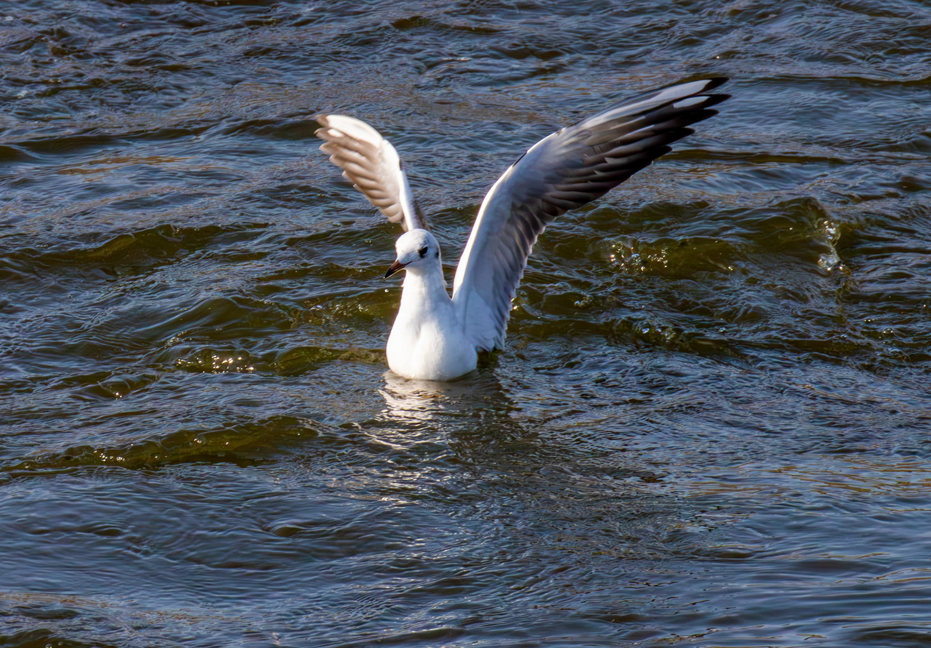Black-headed Gulls - Leven 06 Sept 2024