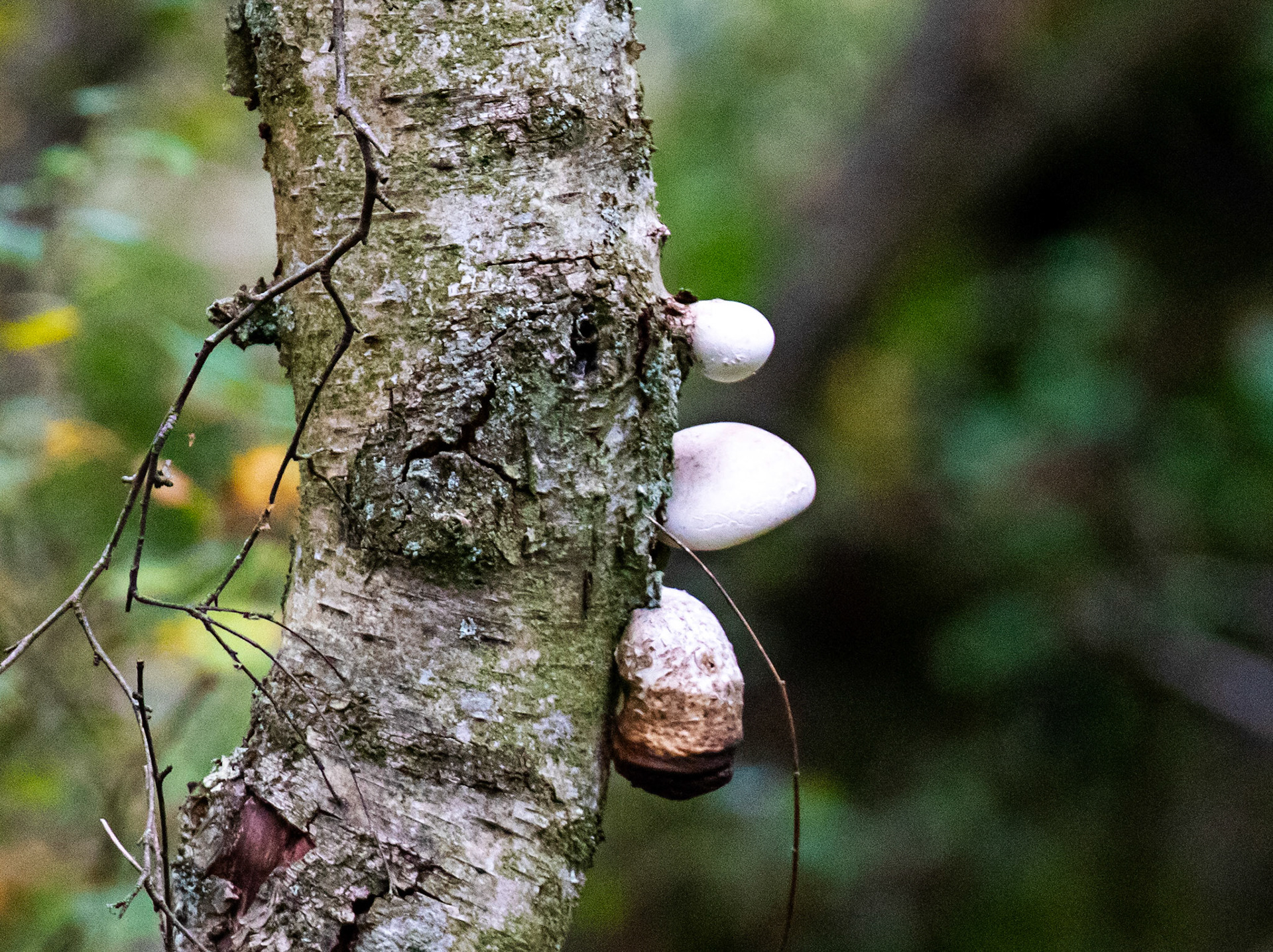 Bavelaw 24 Sept 2025