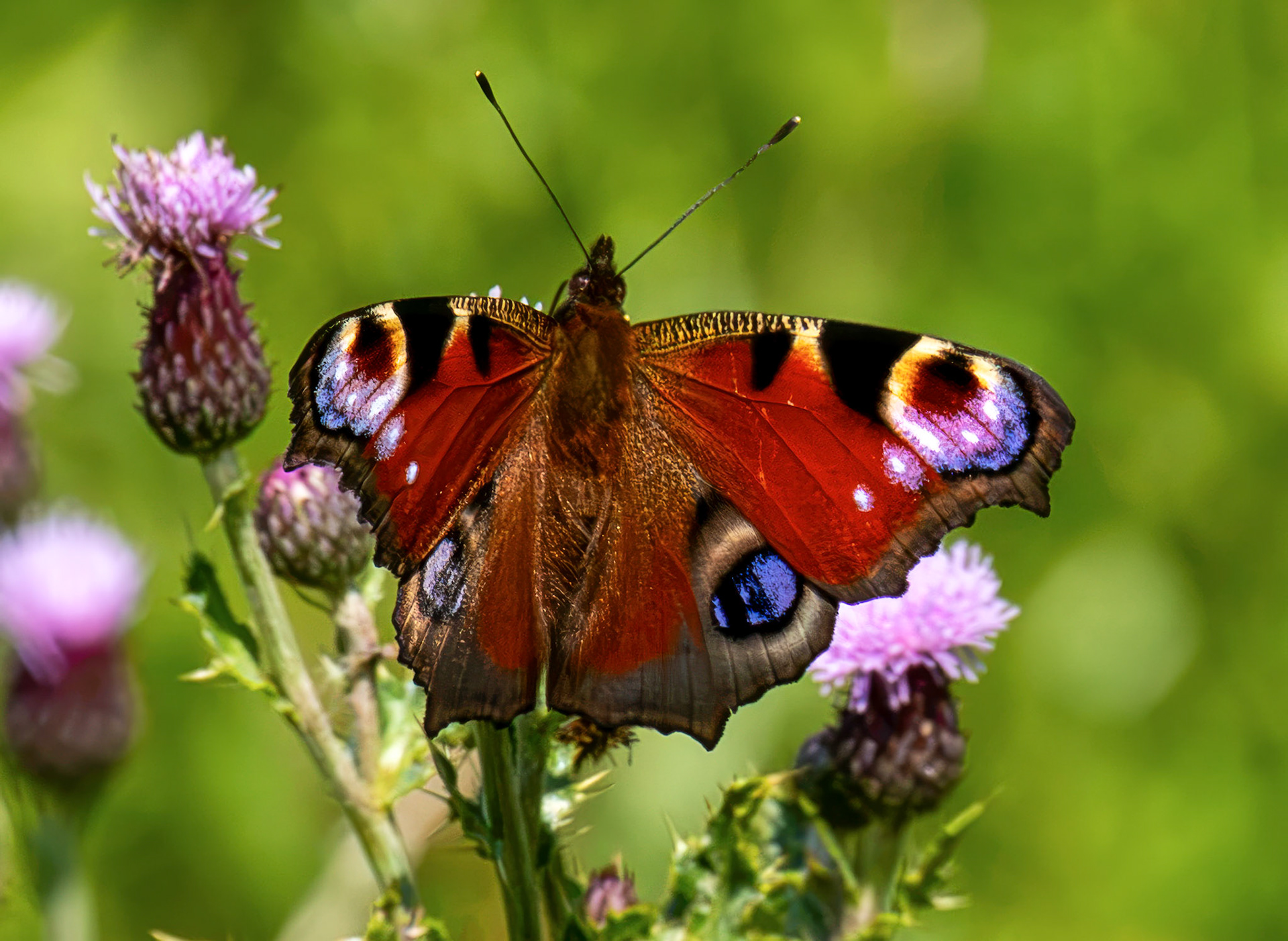 Peacock Butterfly - Blawhorn Moss 16 July 2026