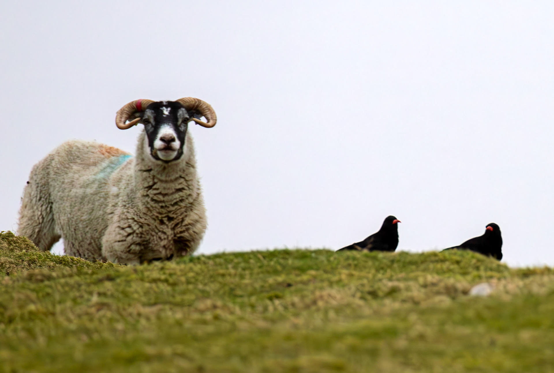 Chough: The Island of Islay 03 March 2025