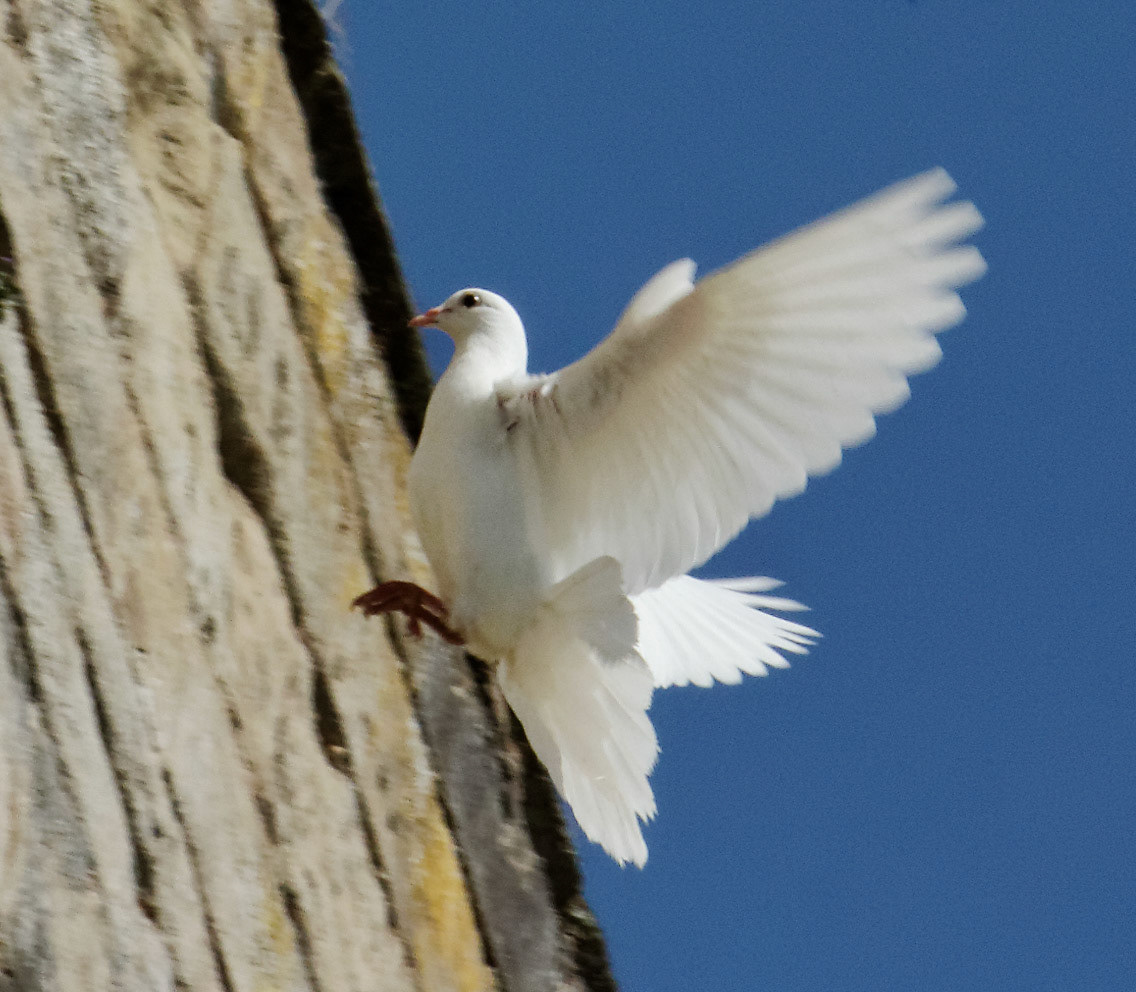 Warwick CastlePlease see my other Photographs at: http://www.jamespdeans.co.uk/