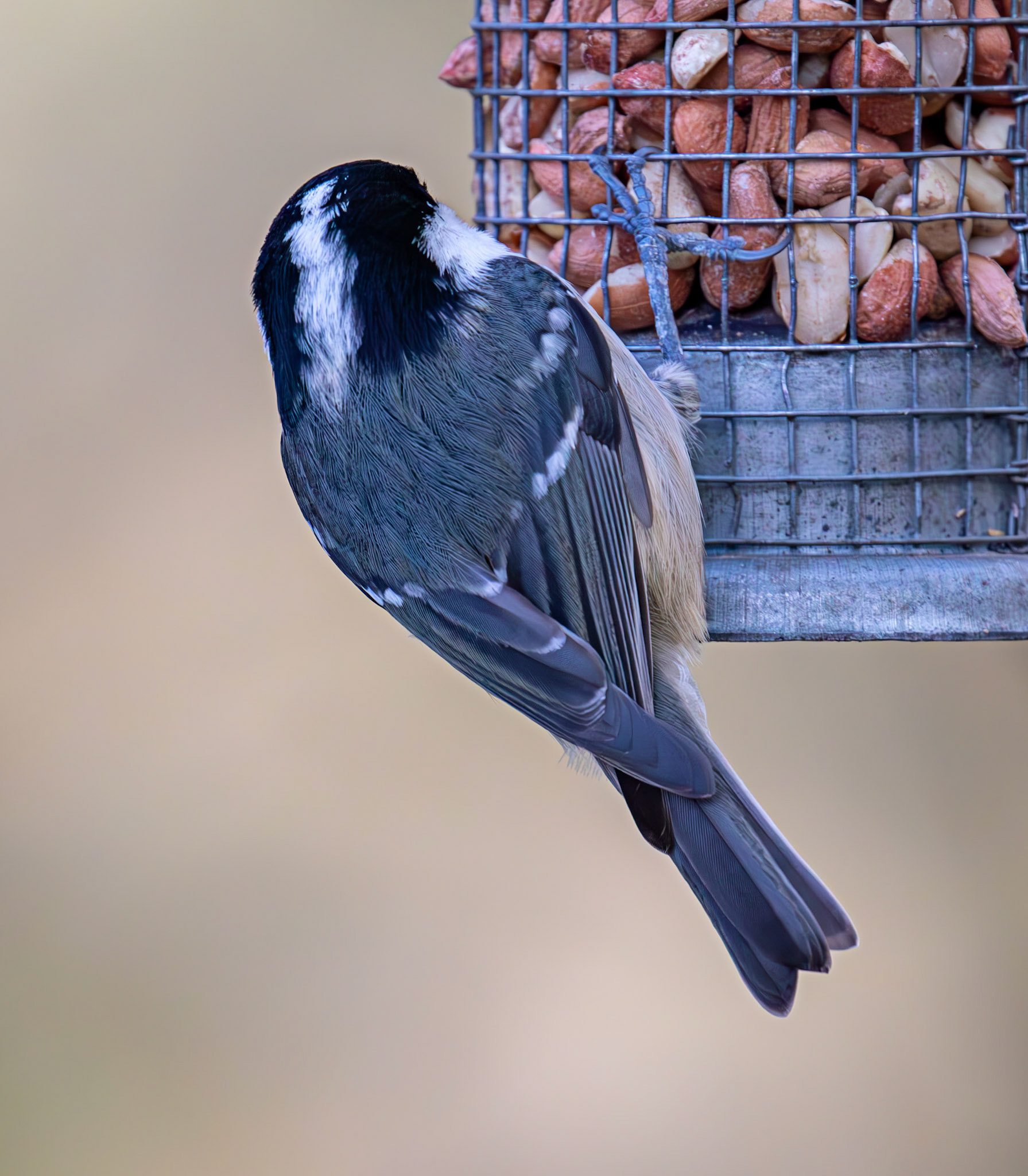 Coal Tit - Bavelaw Marsh 16 January 2026