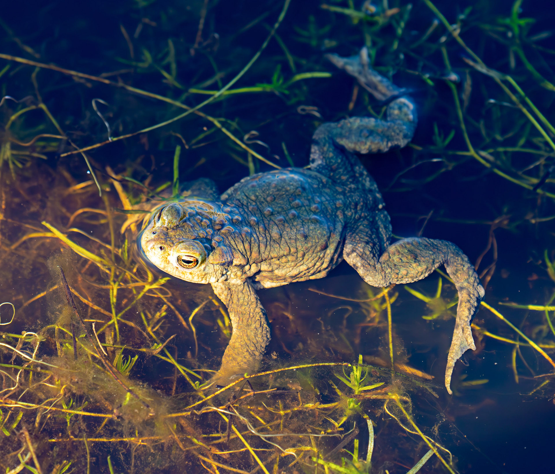 Common Toads mating at Black Devon Wetlands 20 March 2026