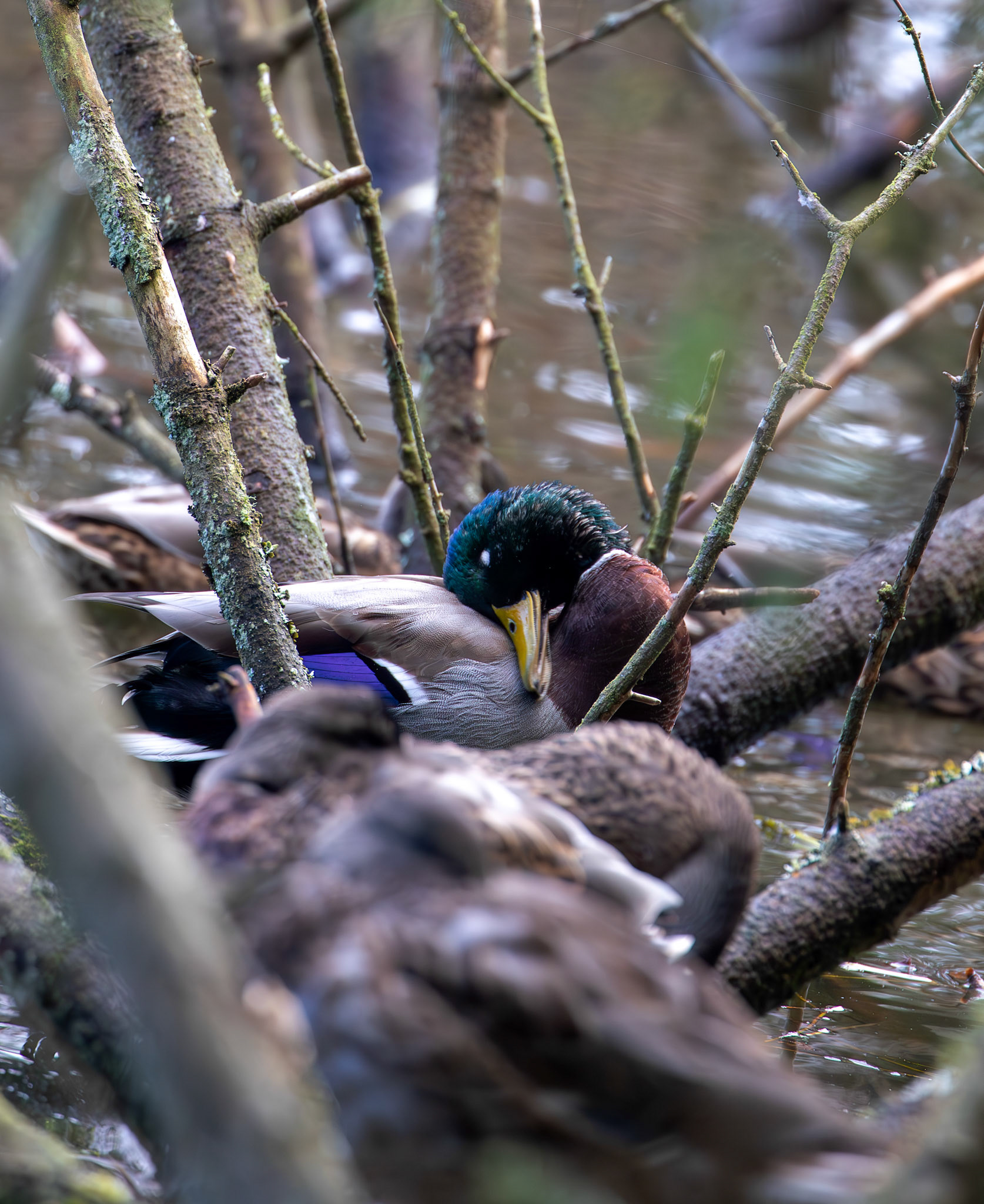 Mallard at Beecraigs 24 September 2024