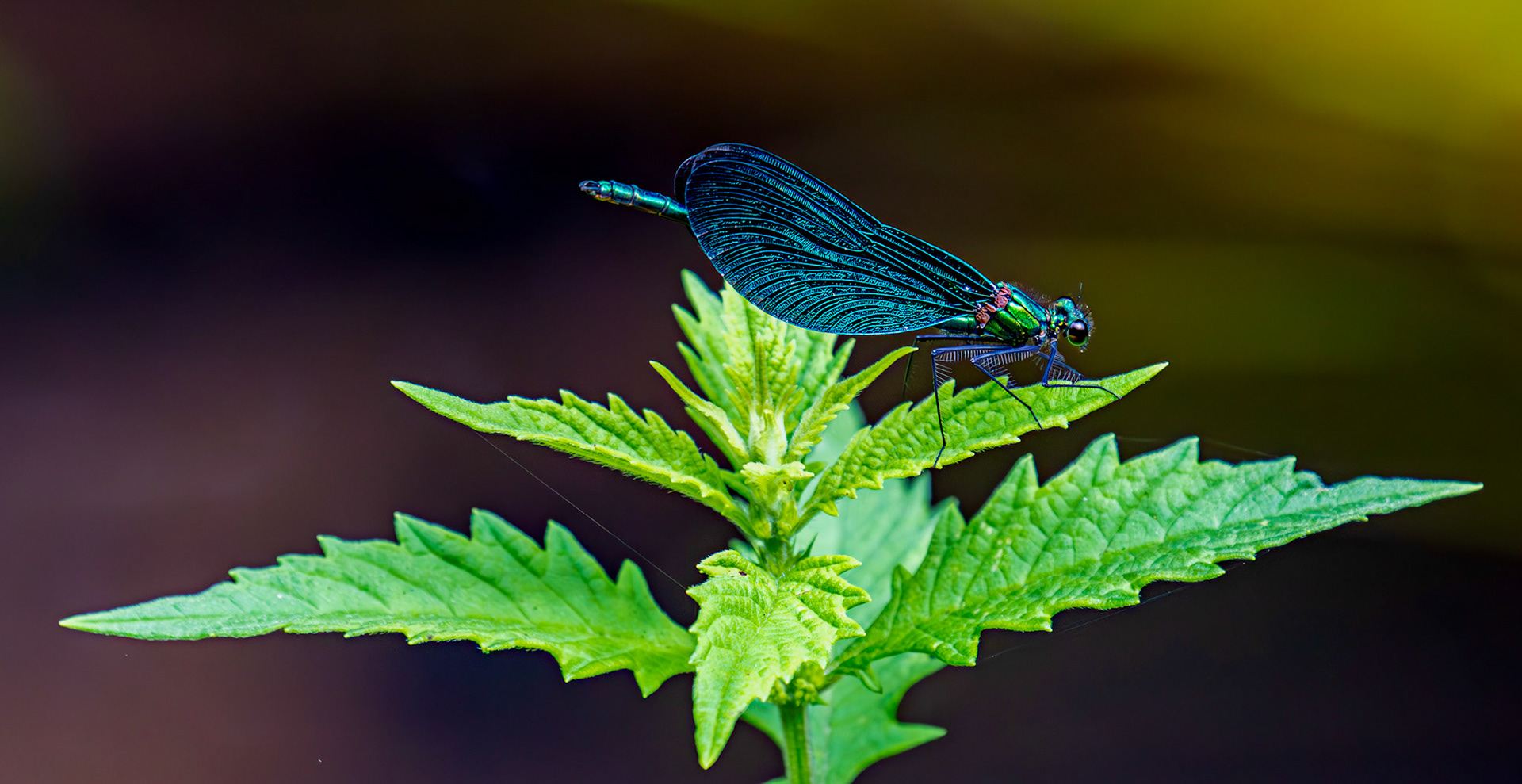 Beautiful Demoiselle (Calopteryx virgo) Barge Canal Romsey 26 July 2025