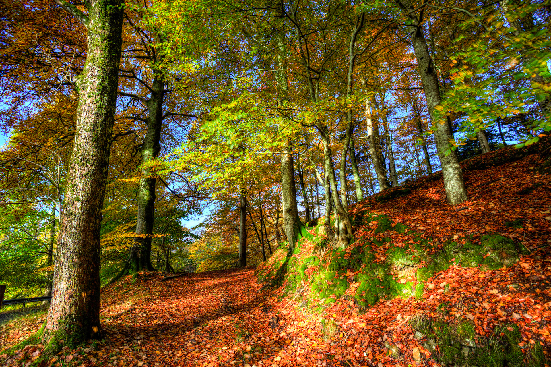 Dunkeld. Autumnal Tour around Perthshire 19 October 2024
