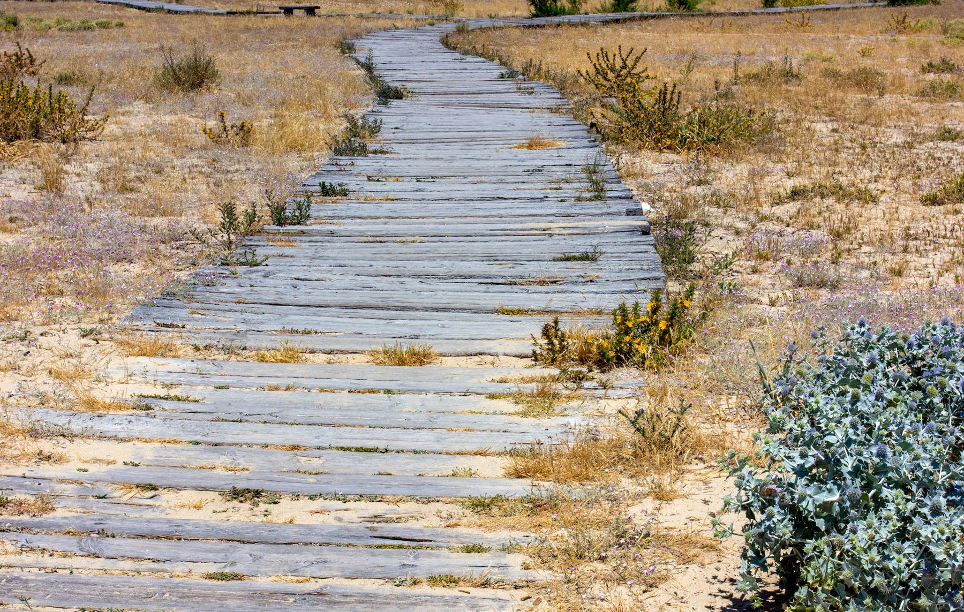 Wooden walkway in FuzetaPlease see my Photographs of Portugal at: http://www.jamespdeans.co.uk/p116503744