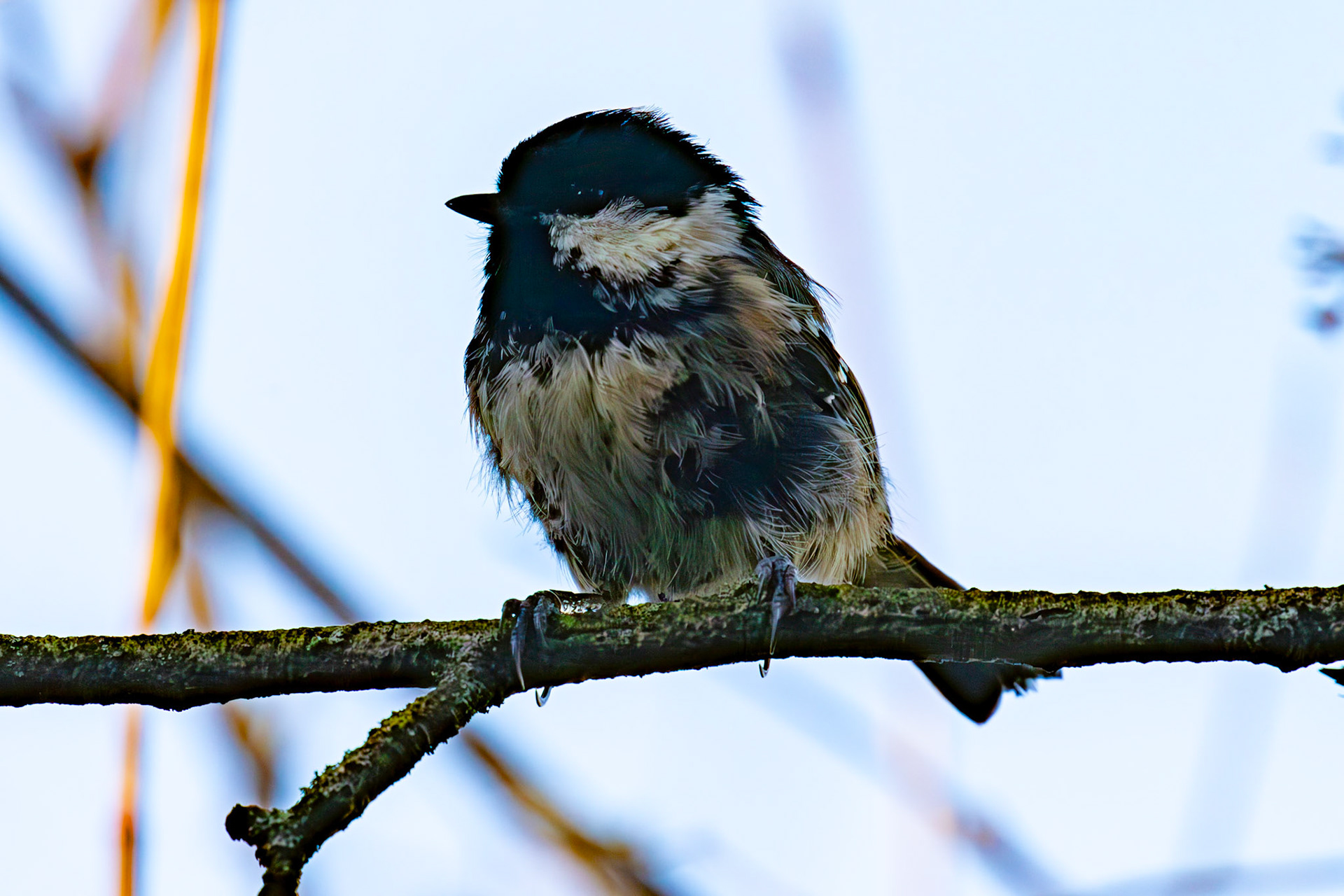 Coal Tit at Birnie &amp; Gaddon Lochs 08 January 2025