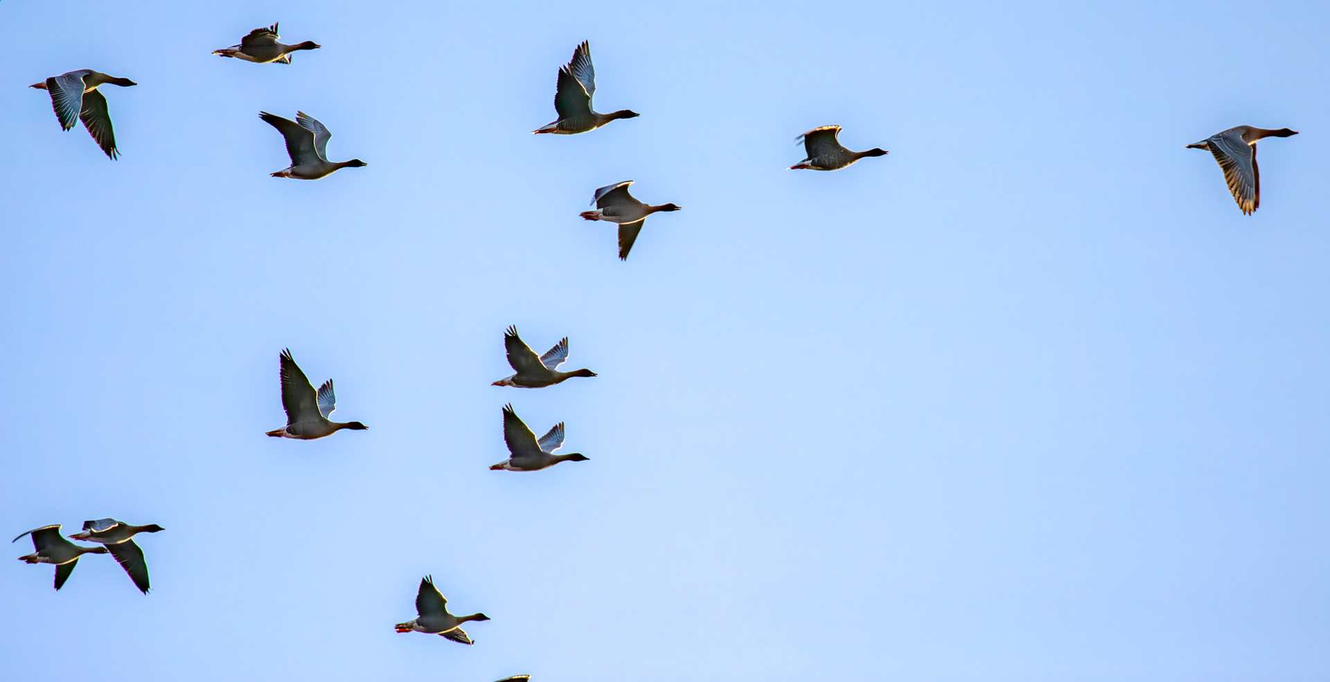 Pink Footed Geese - Harperrig Reservoir 26 October 2024