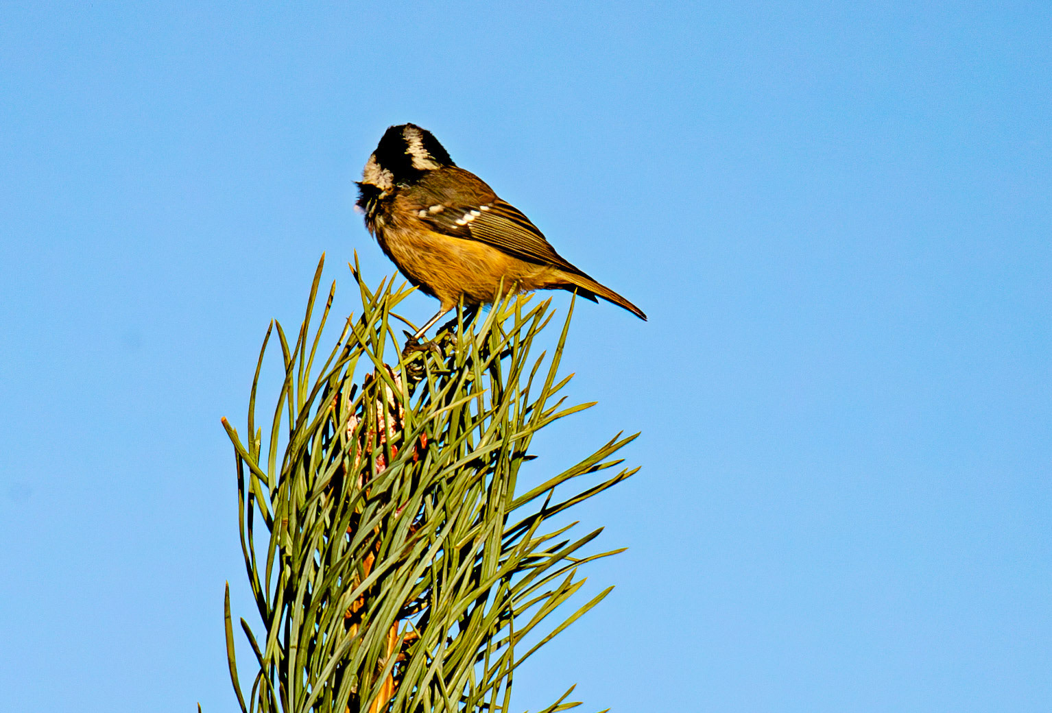 Coal Tit - Harperrig Reservoir 17 September 2024