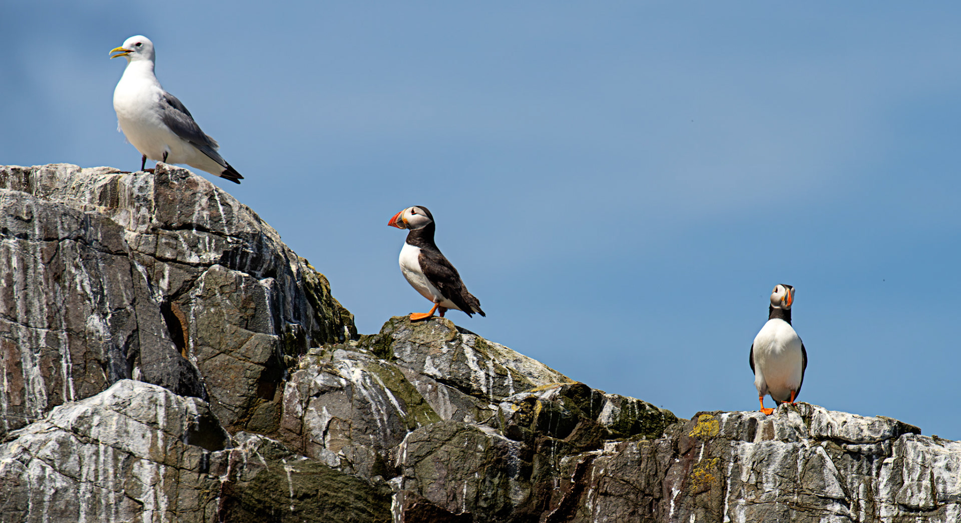 Puffins - Farne Islands 03 July 2026