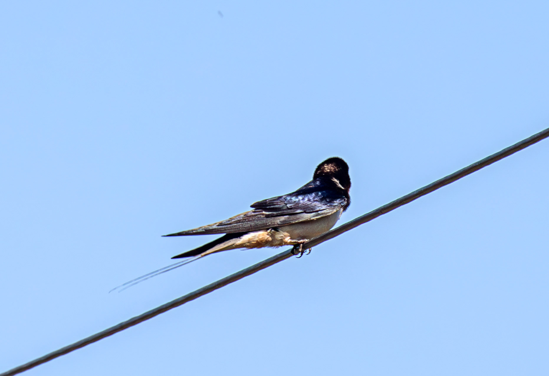Swallow at Harperrig 17 May 2025