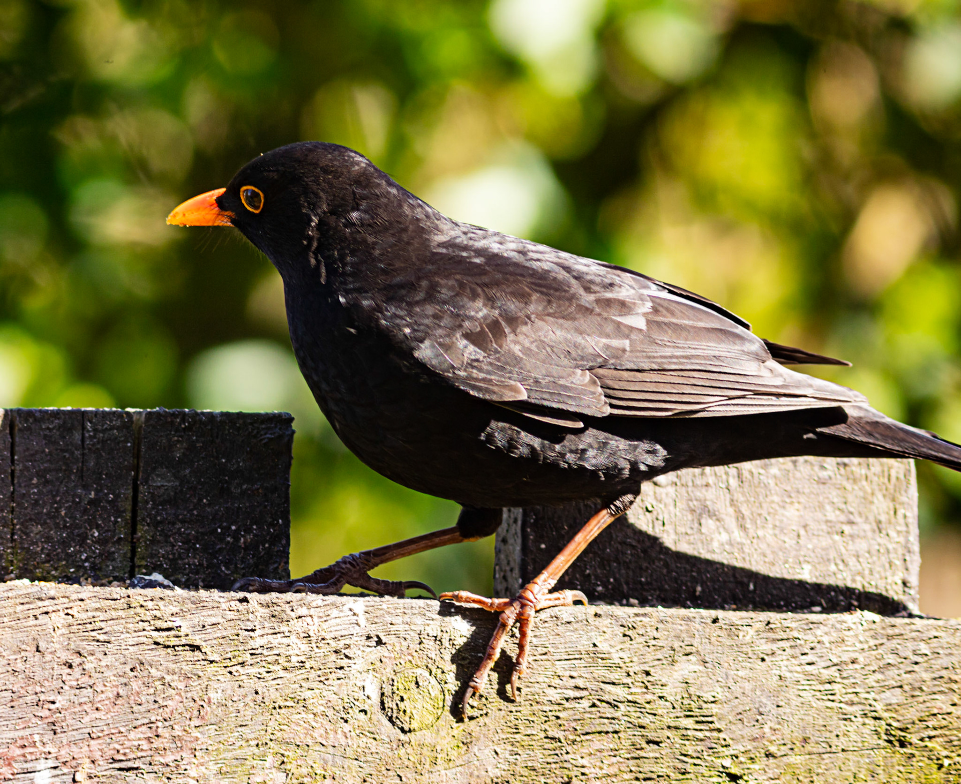 Blackbird in Kilwinning 30 March 2024