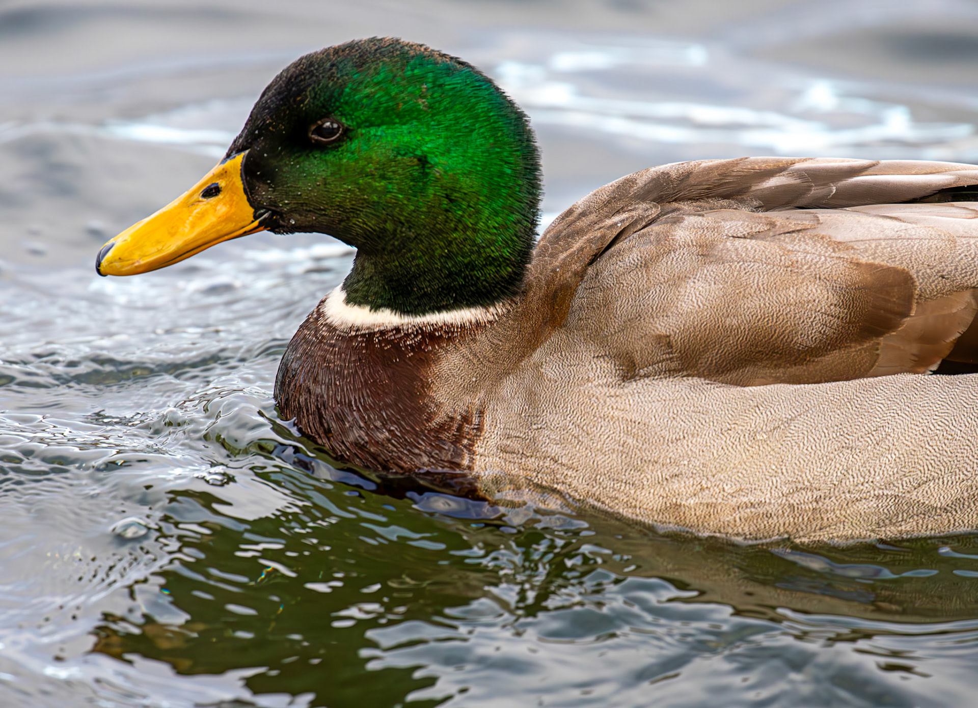 Mallard. Linlithgow Loch 02 December 2024