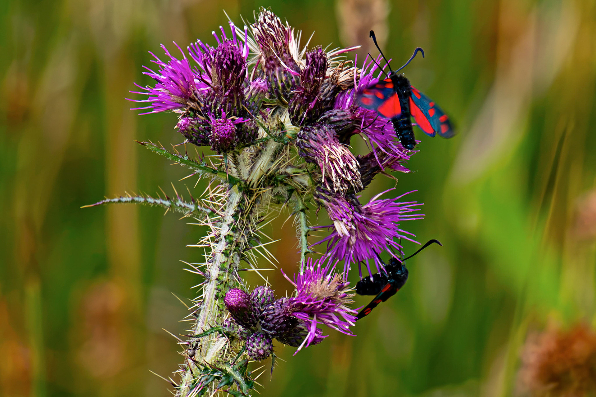 Six-spot burnet moth (Zygaena filipendulae) - Harperrig 14 July 2026