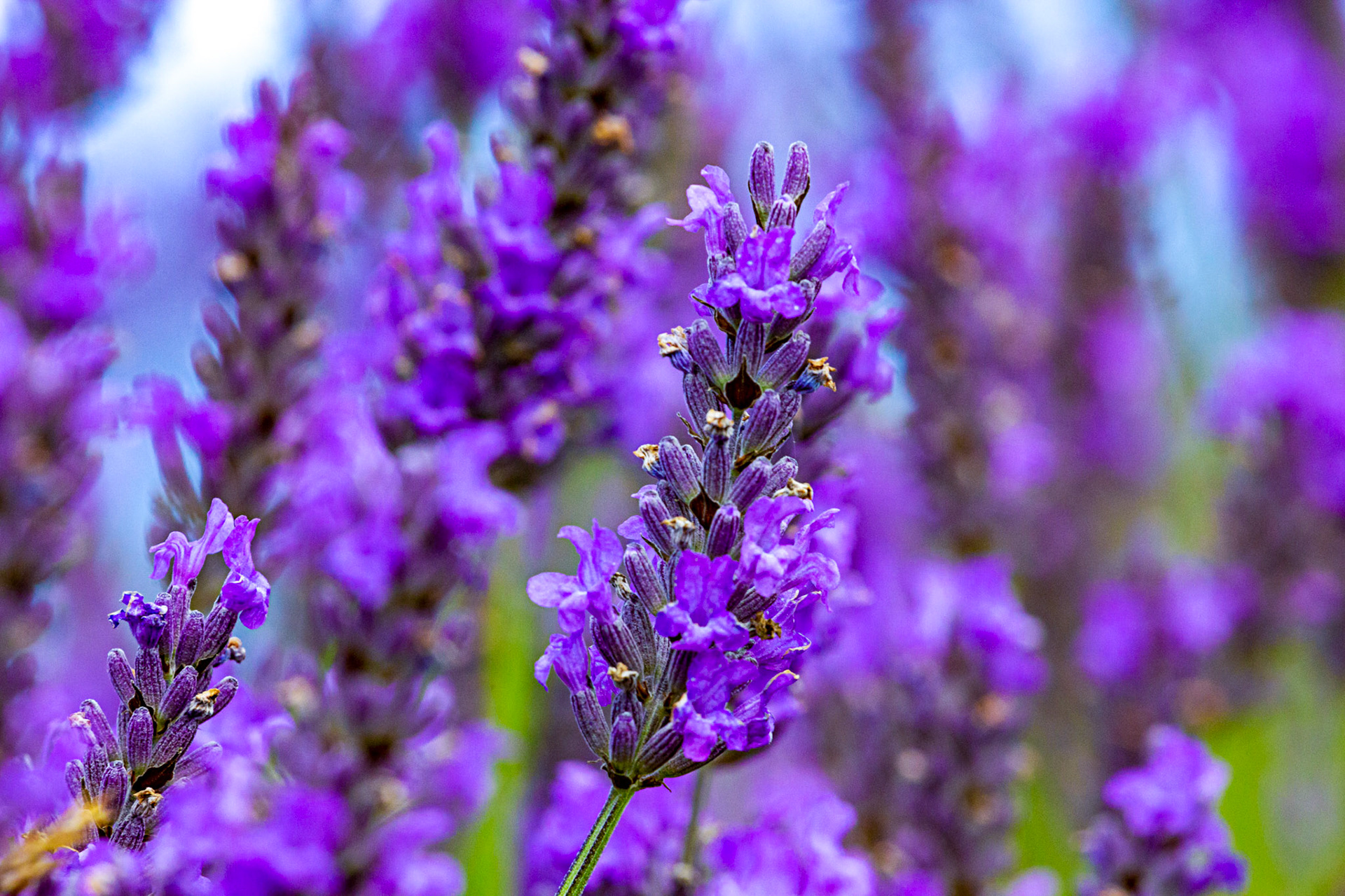 I spent an amazing few hours at Scottish Lavender Oils. They are so dedicated to nature and not to profit!