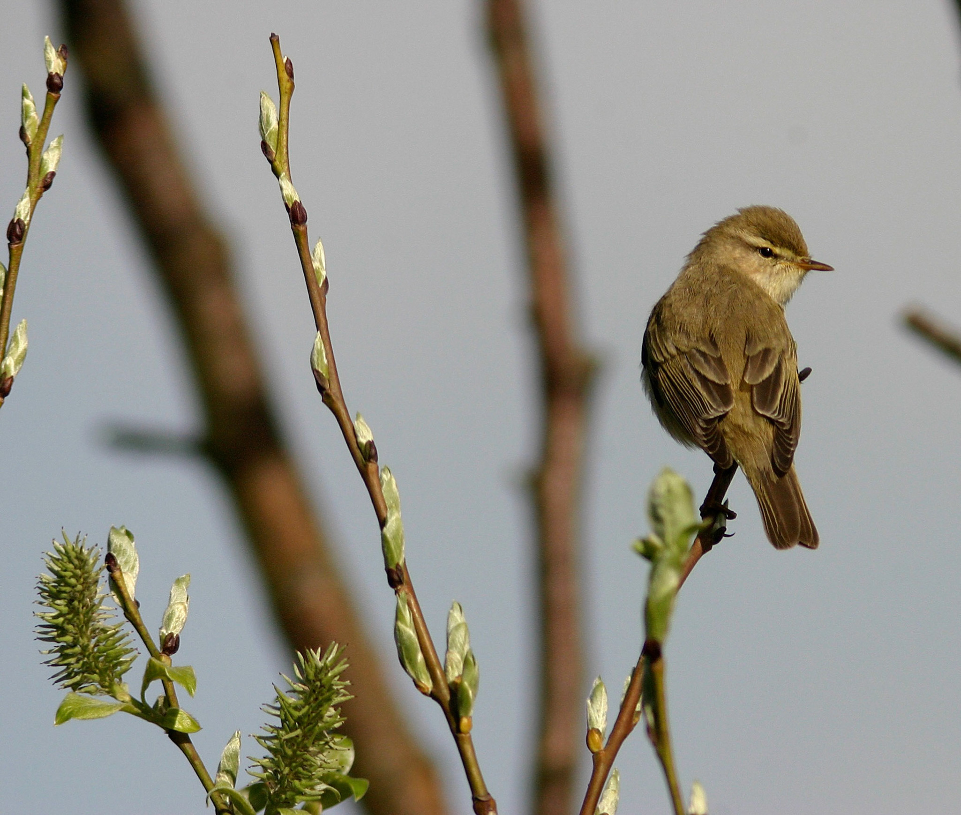This Willow Warbler was singing away - in the SWT land between Wester Inch &amp; the golf course.