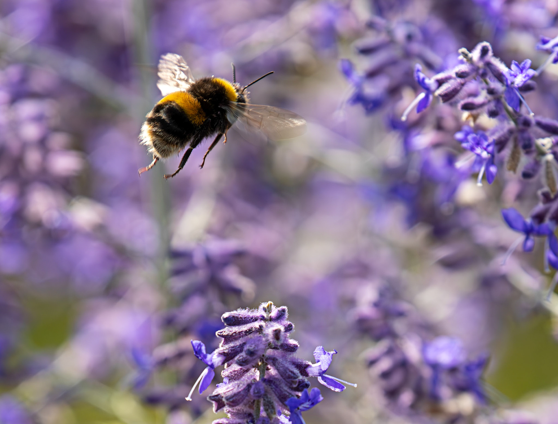 Buff-tailed Bumblebee (Bombus terrestris) Slough 05 August 2025