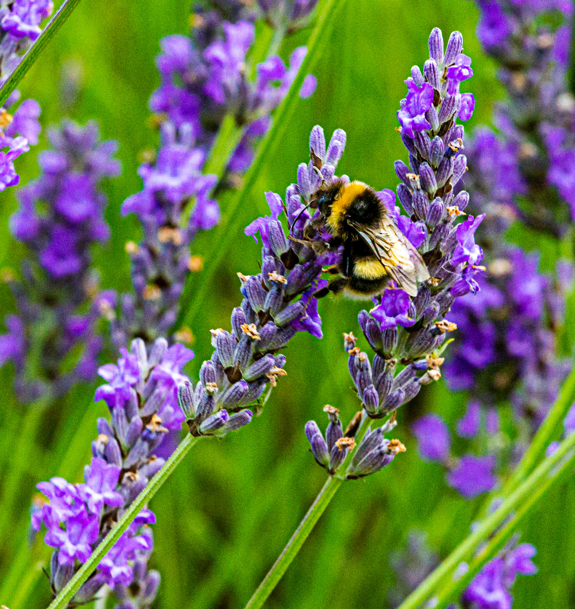 I spent an amazing few hours at Scottish Lavender Oils. They are so dedicated to nature and not to profit!