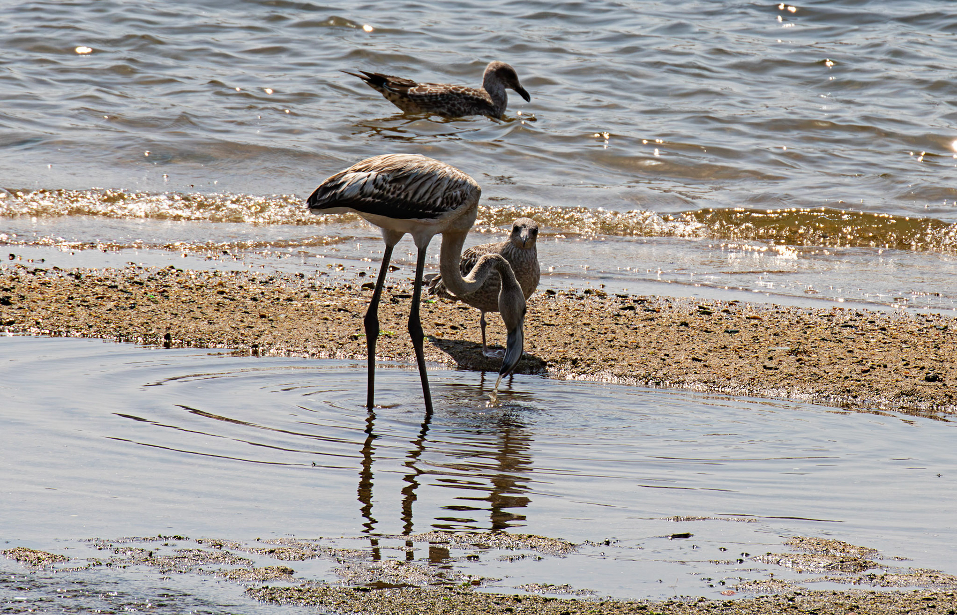 juvenile greater flamingo (Phoenicopterus roseus) with attendant first year Yellow-Legged Gull. Porto 18 August 2026