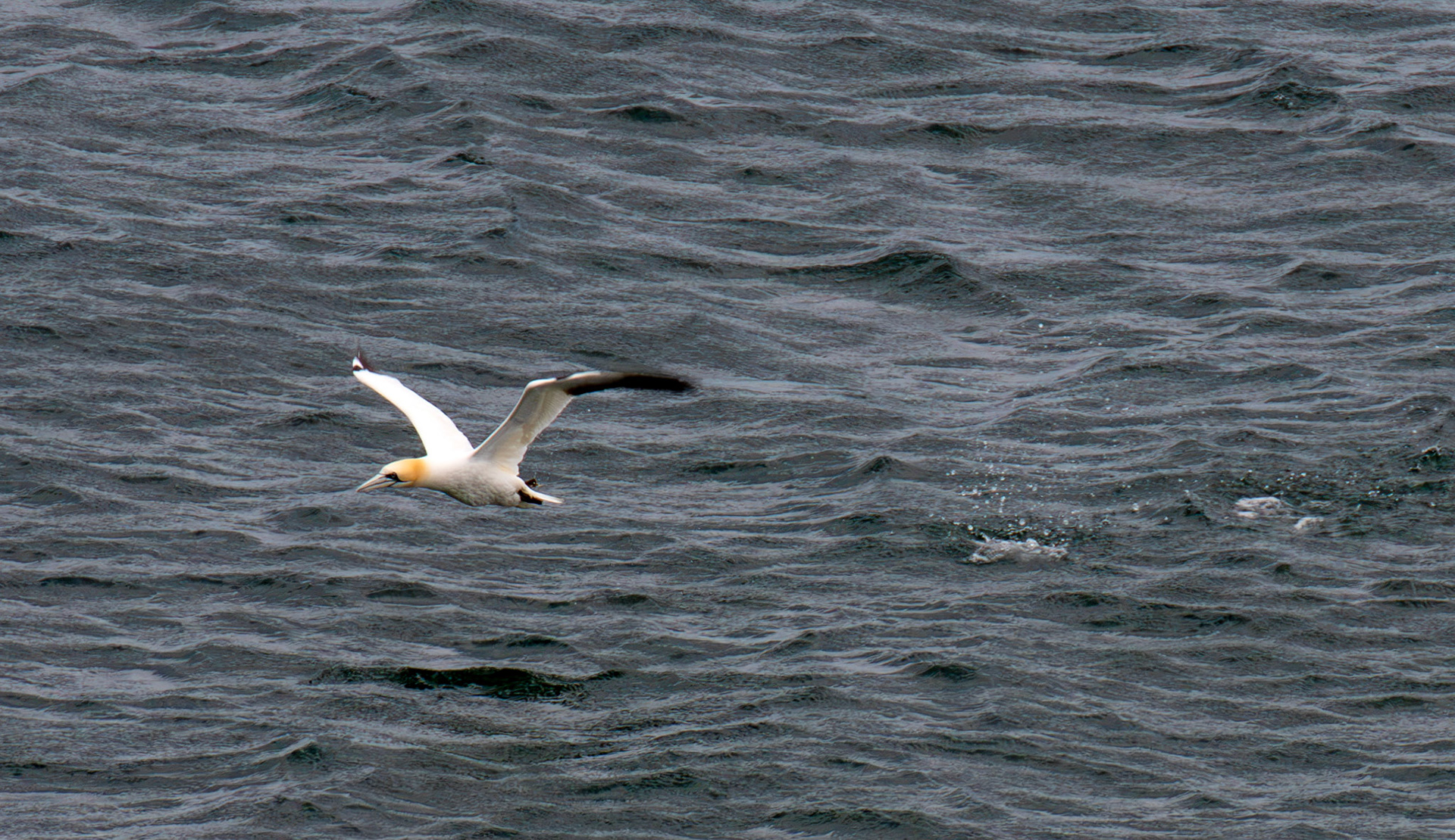 Northern Gannet getting airborne after dive - Tantallon Castle 04 July 2026